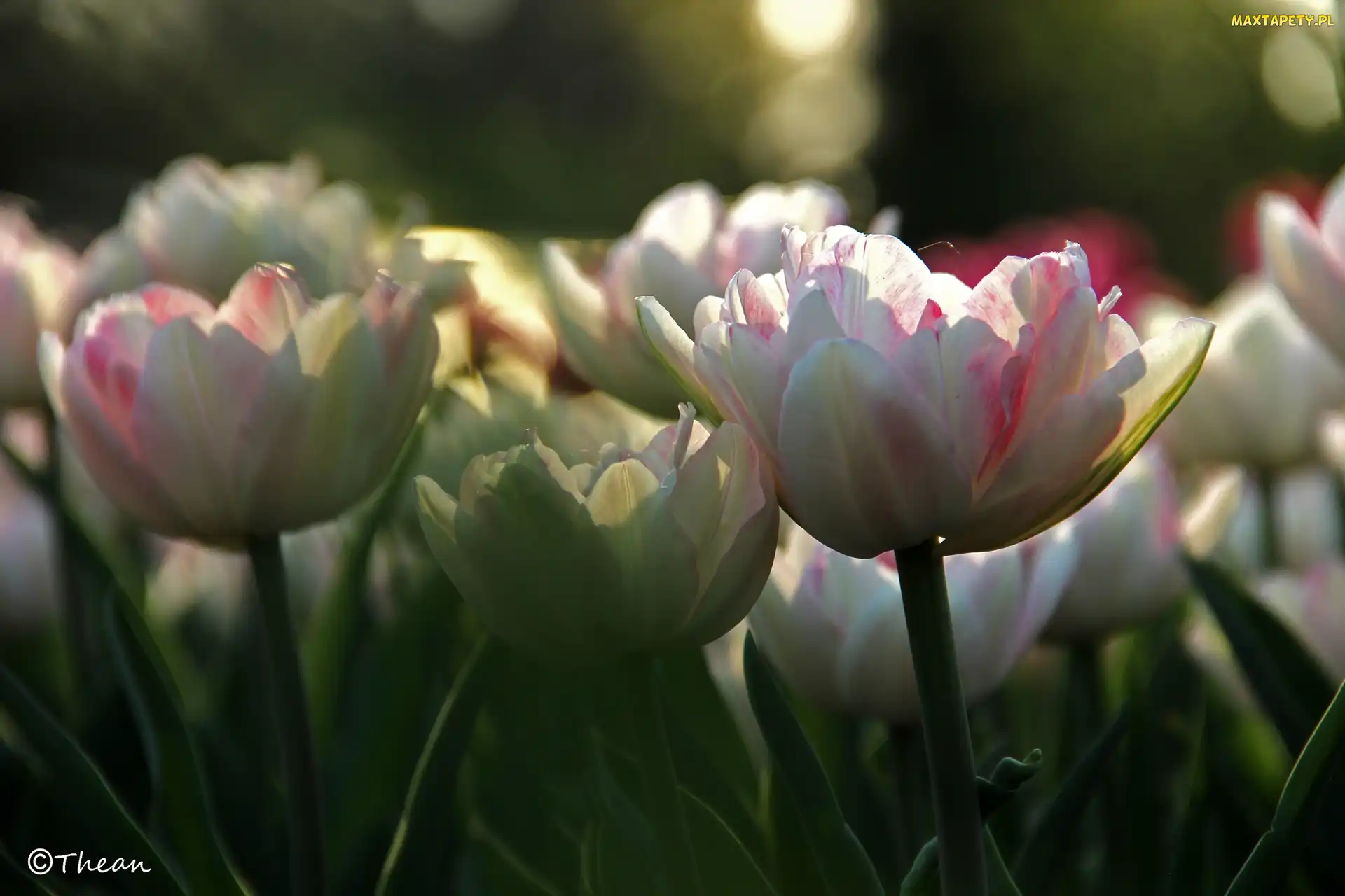 Tulipany, Płatki, Białoróżowe