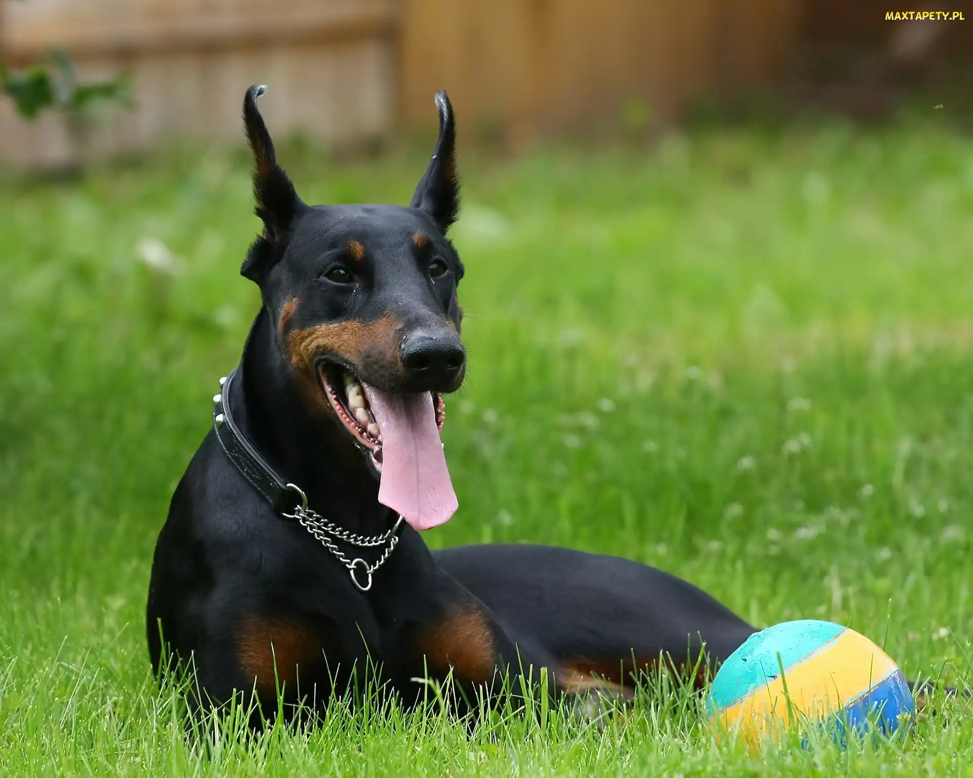 Piłka, Łąka, Czarny, Doberman, Pies, Język