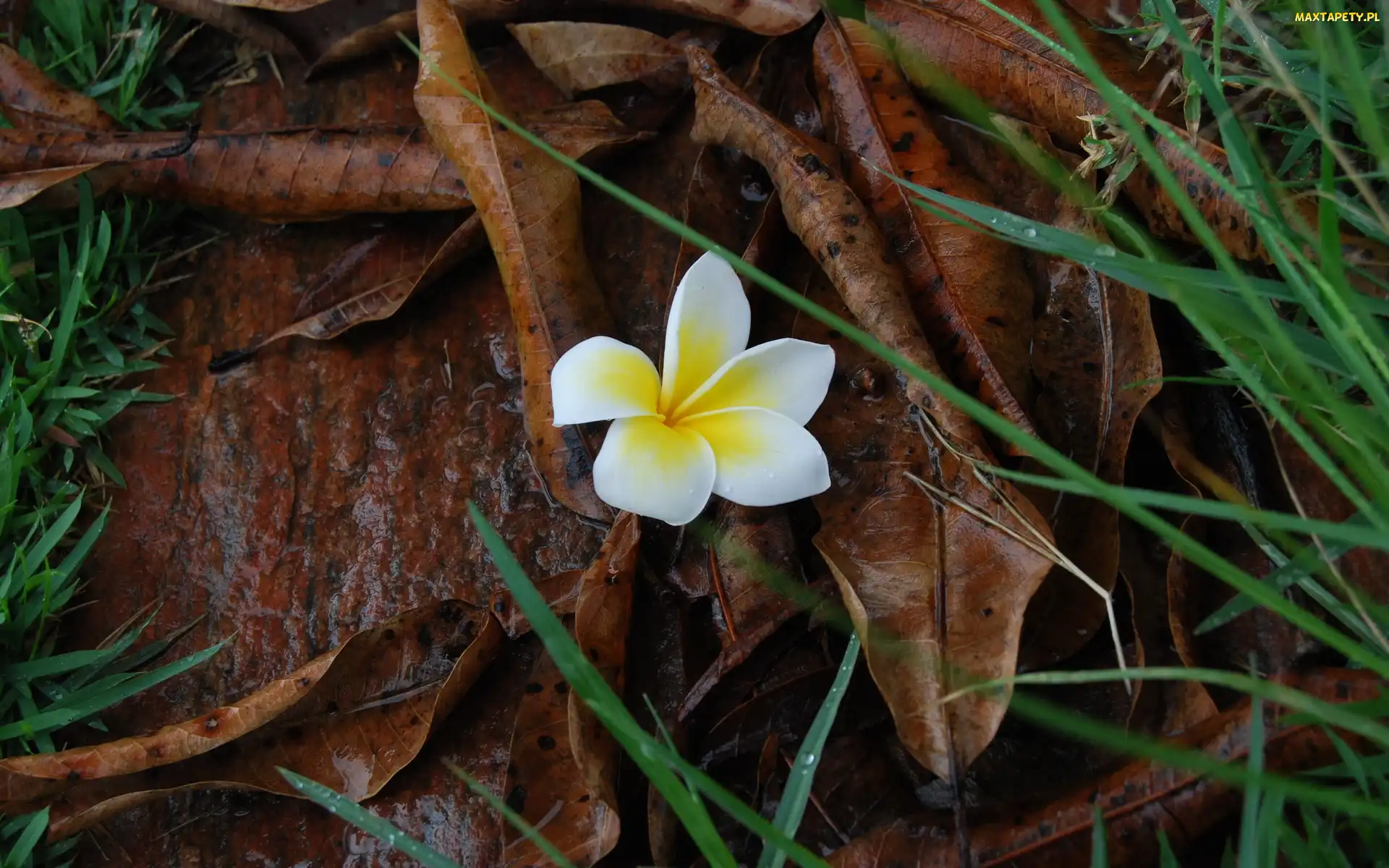 Plumeria, Trawa, Jesienne, Liście, Kwiatek