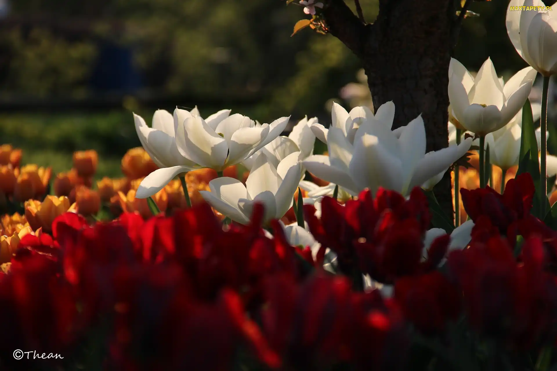 Tulipany, Drzewo, Białe