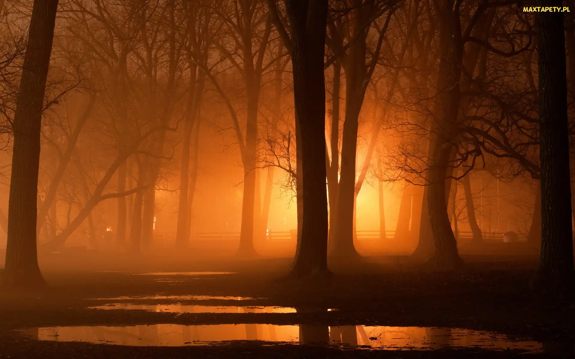 Park, Światło, Drzewa