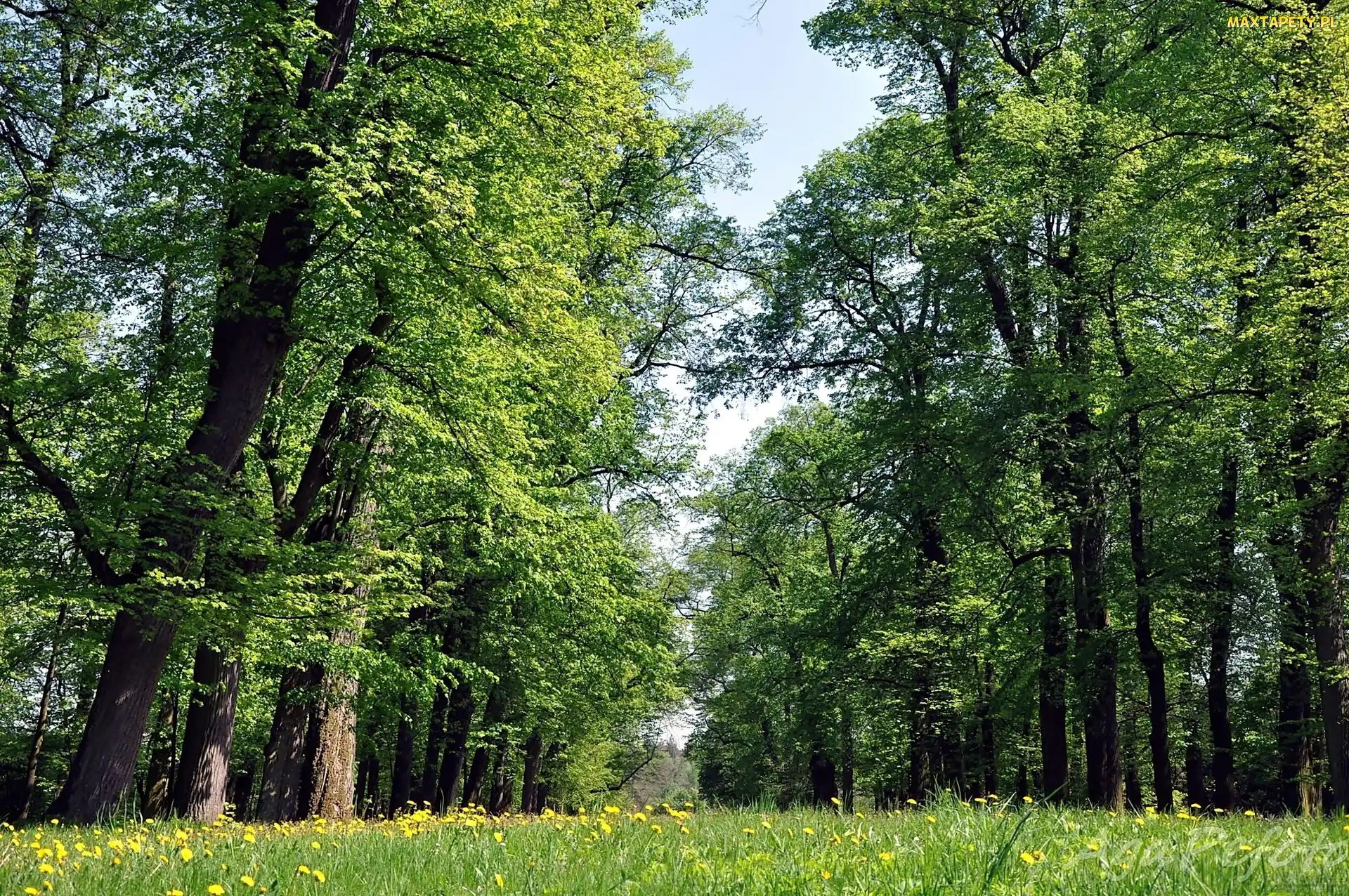 Las, Mniszek, Kwitnący, Łąka