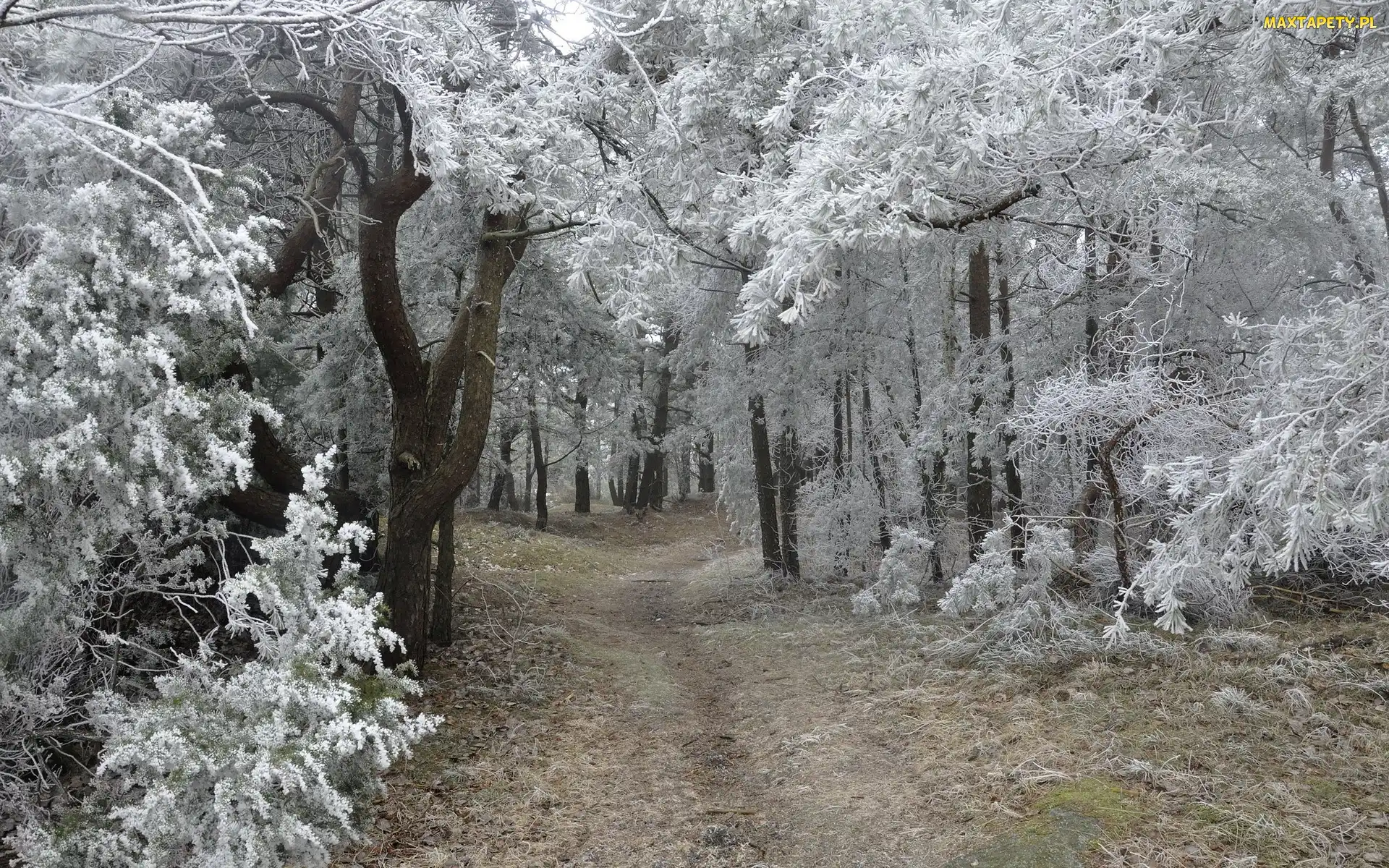 Las, Zima, Zamarznięte, Drzewa, Ścieżka