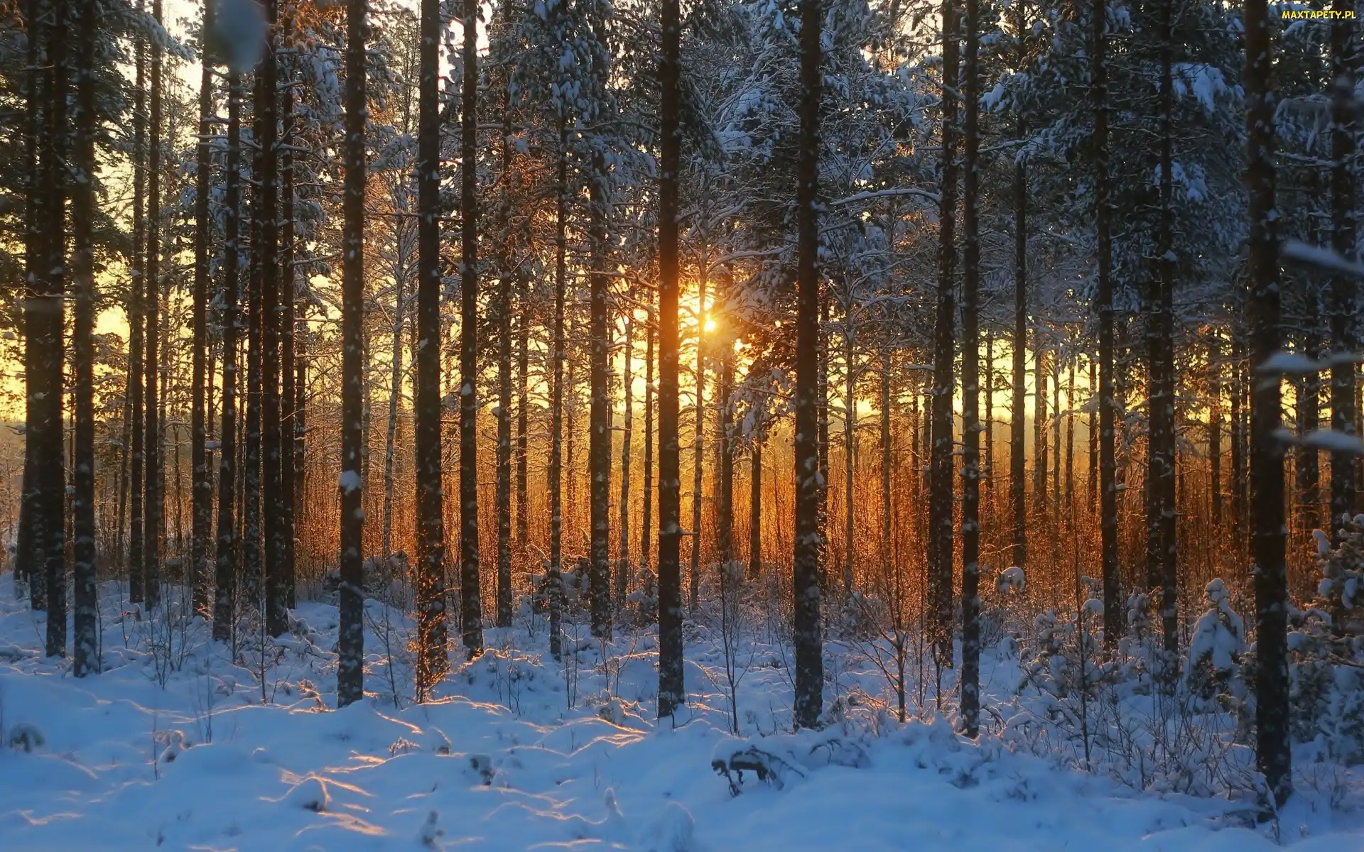 Las, Zachód, Śnieg
