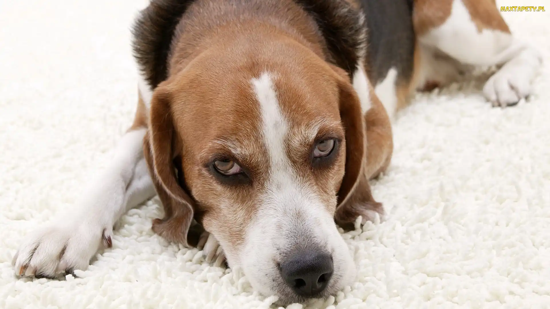 Beagle, Mordka
