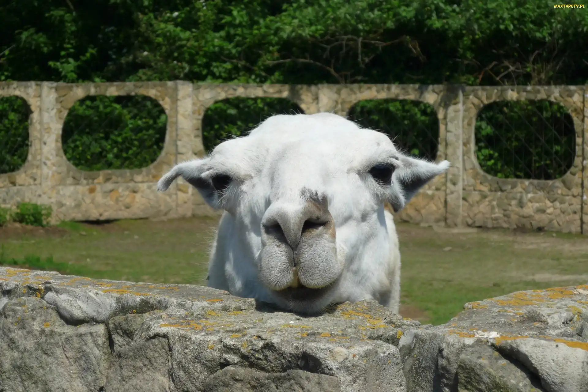 Kałków, Zoo, Lama, Mini