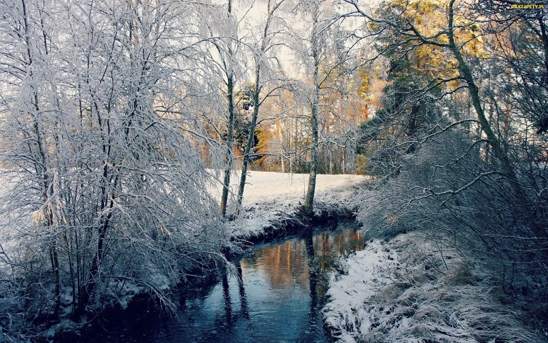 Rzeczka, Zima, Światło, Przebijające, Las
