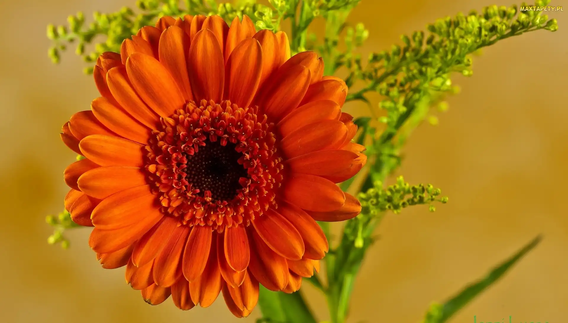 Pomarańczowa, Gerbera, Kwiat