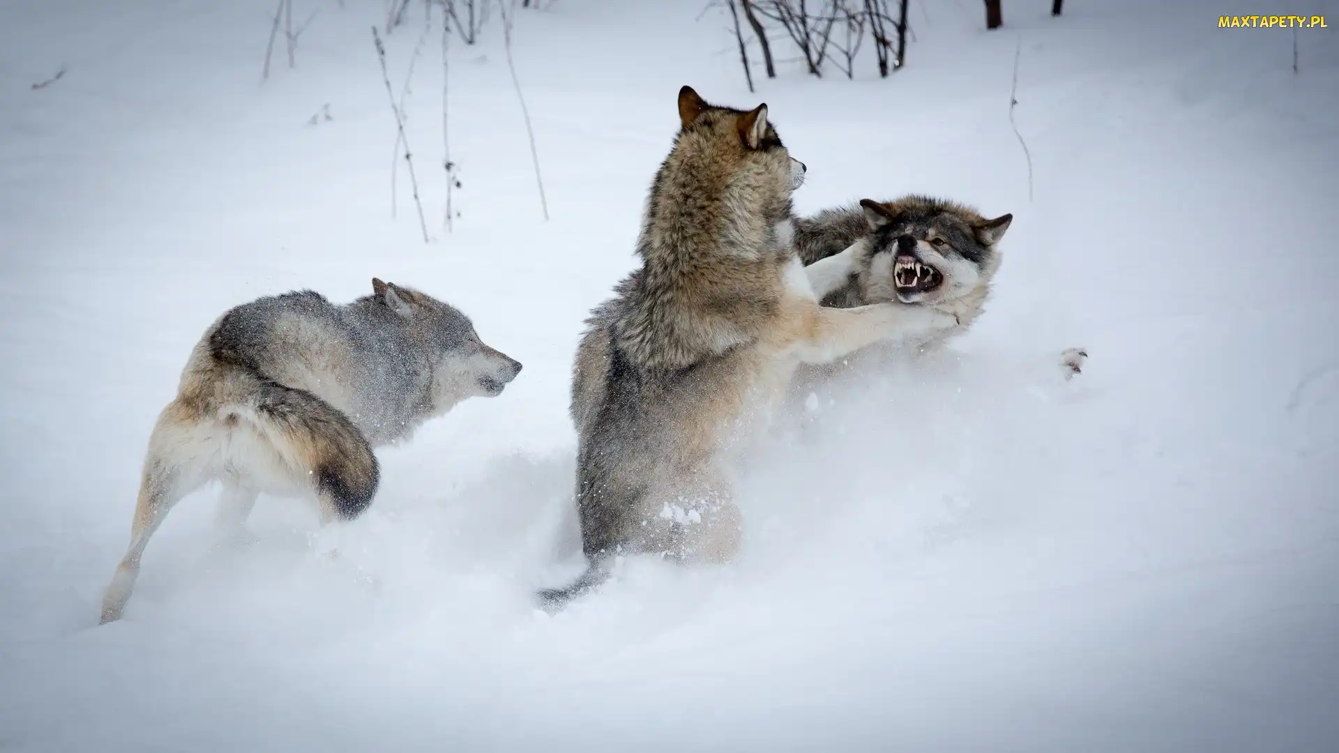 Walka, Zima, Wilki