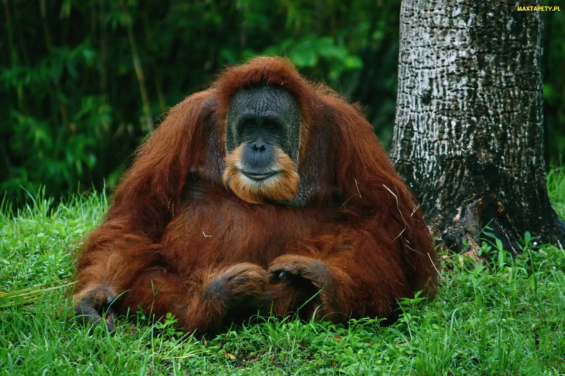 Las, Drzewa, Orangutan