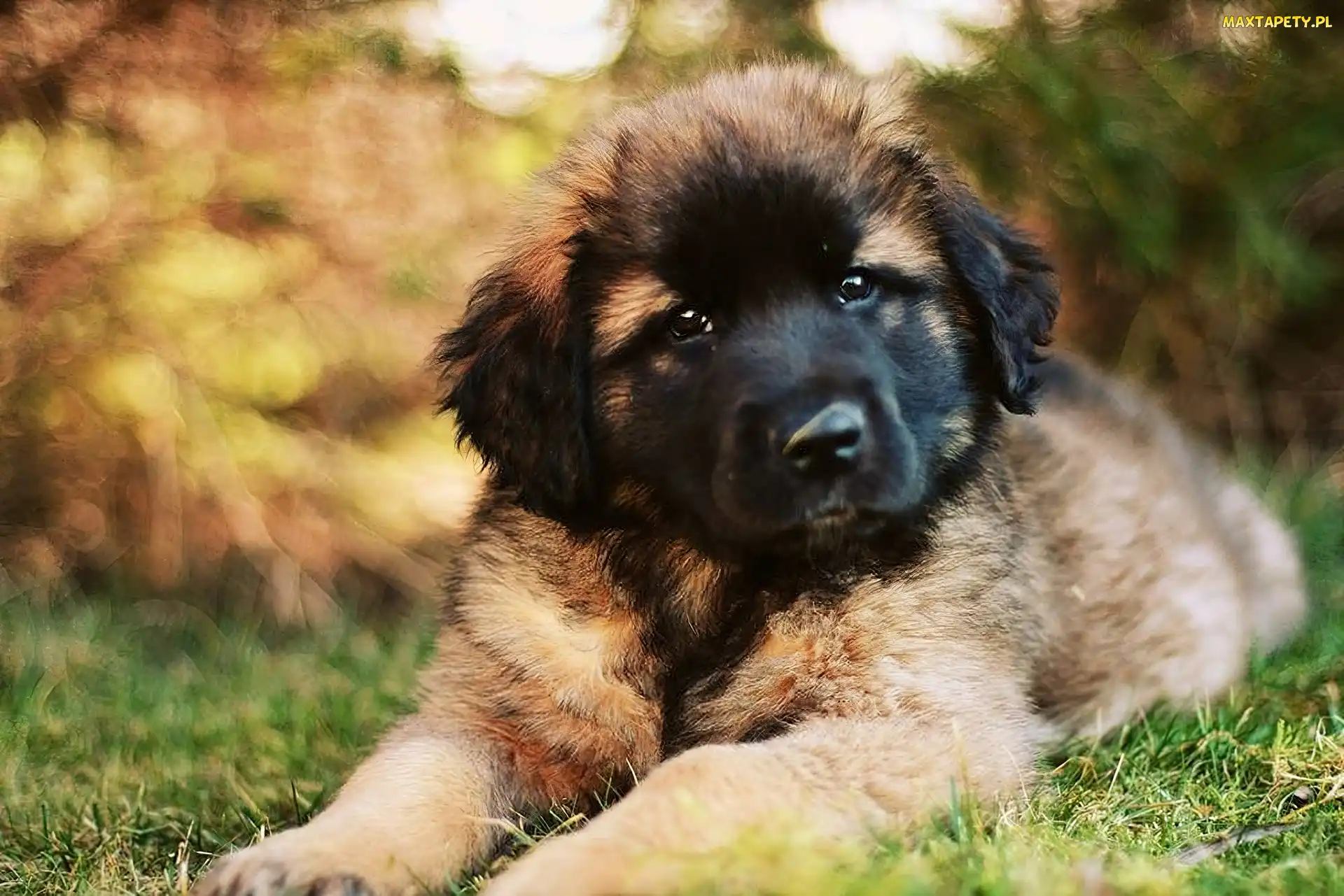 Pies, Leonberger, Brązowy
