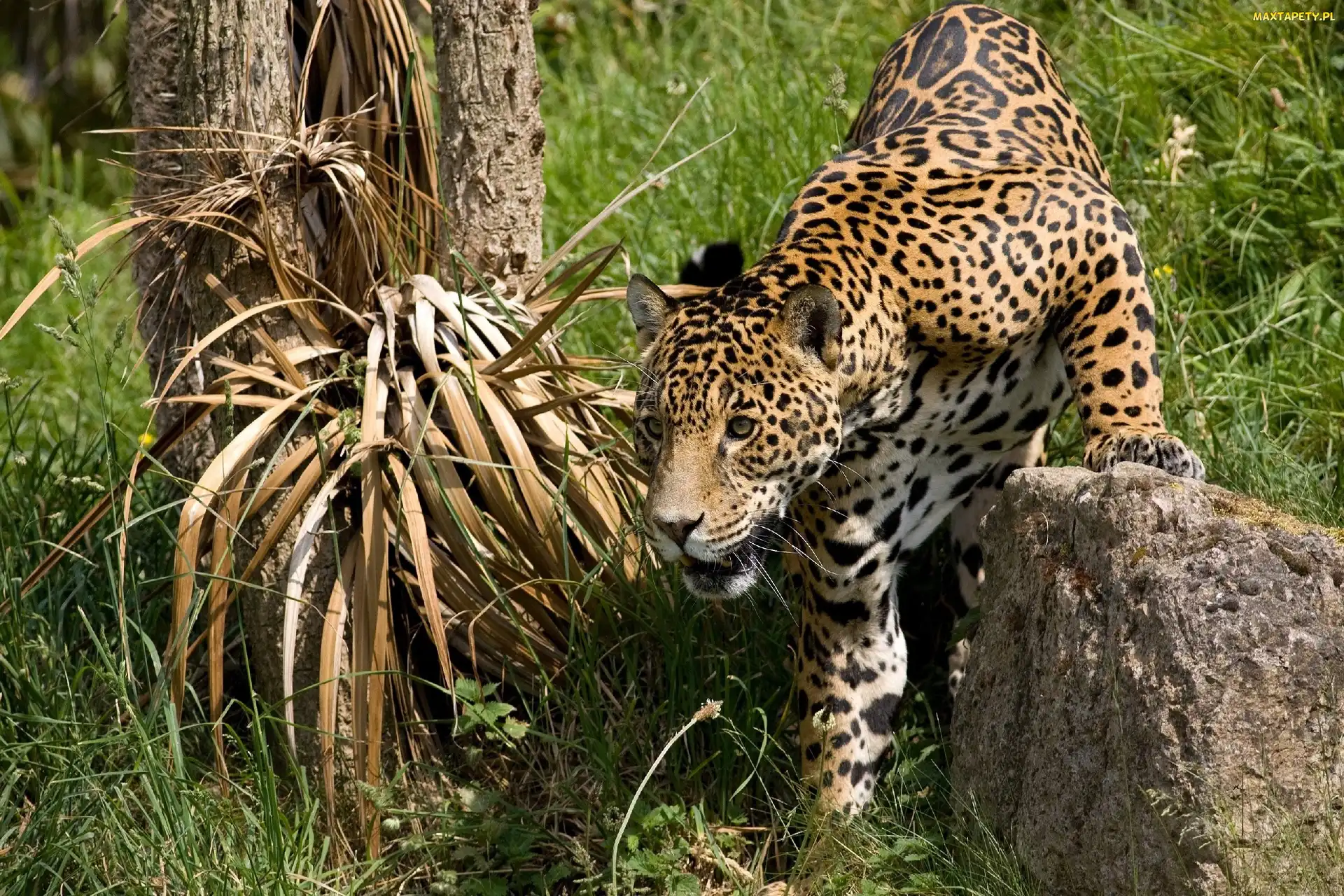 Kamień, Polowanie, Jaguar