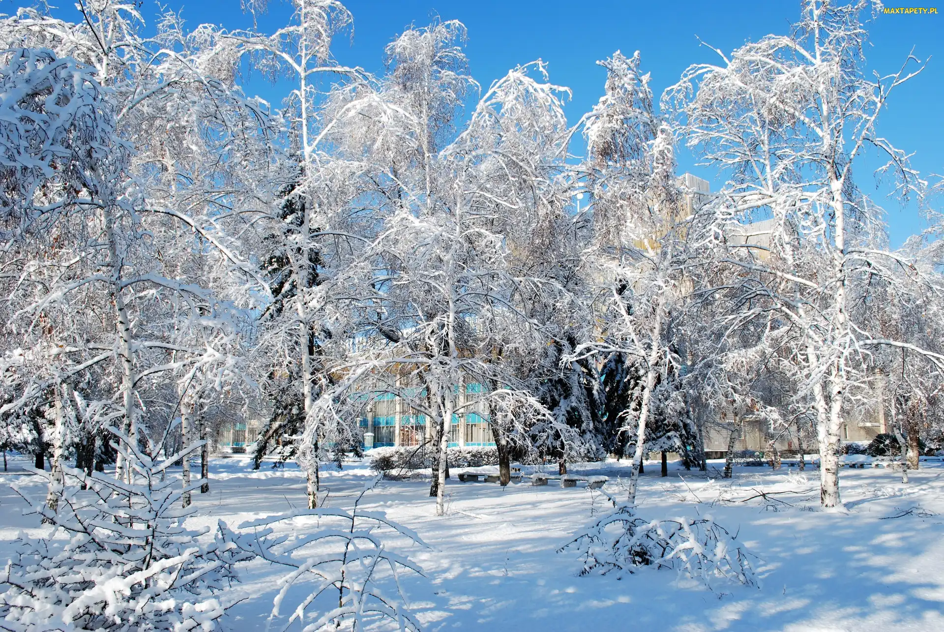 Park, Zima, Ławki, Alejki
