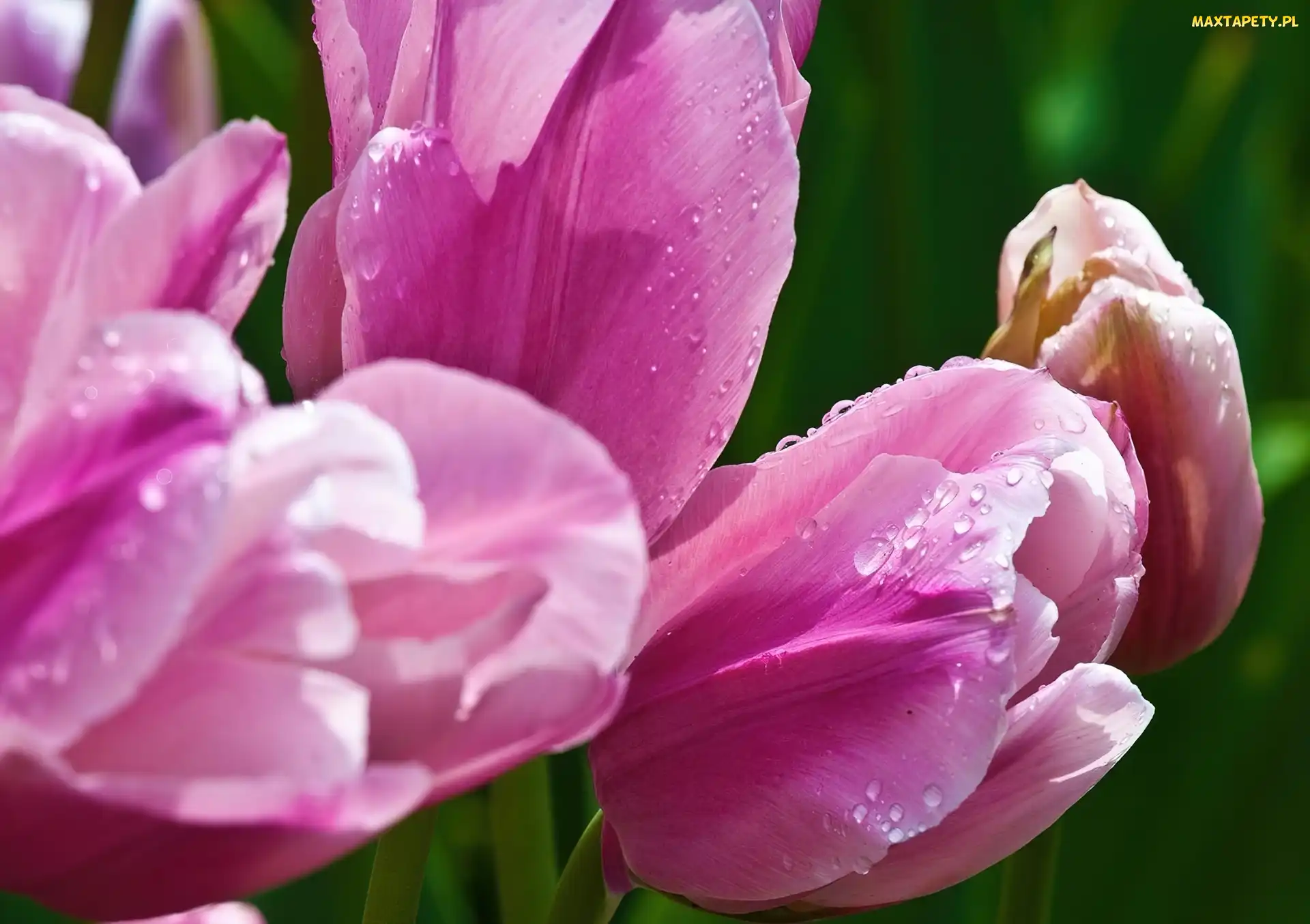 Różowe, Rosy, Krople, Tulipany