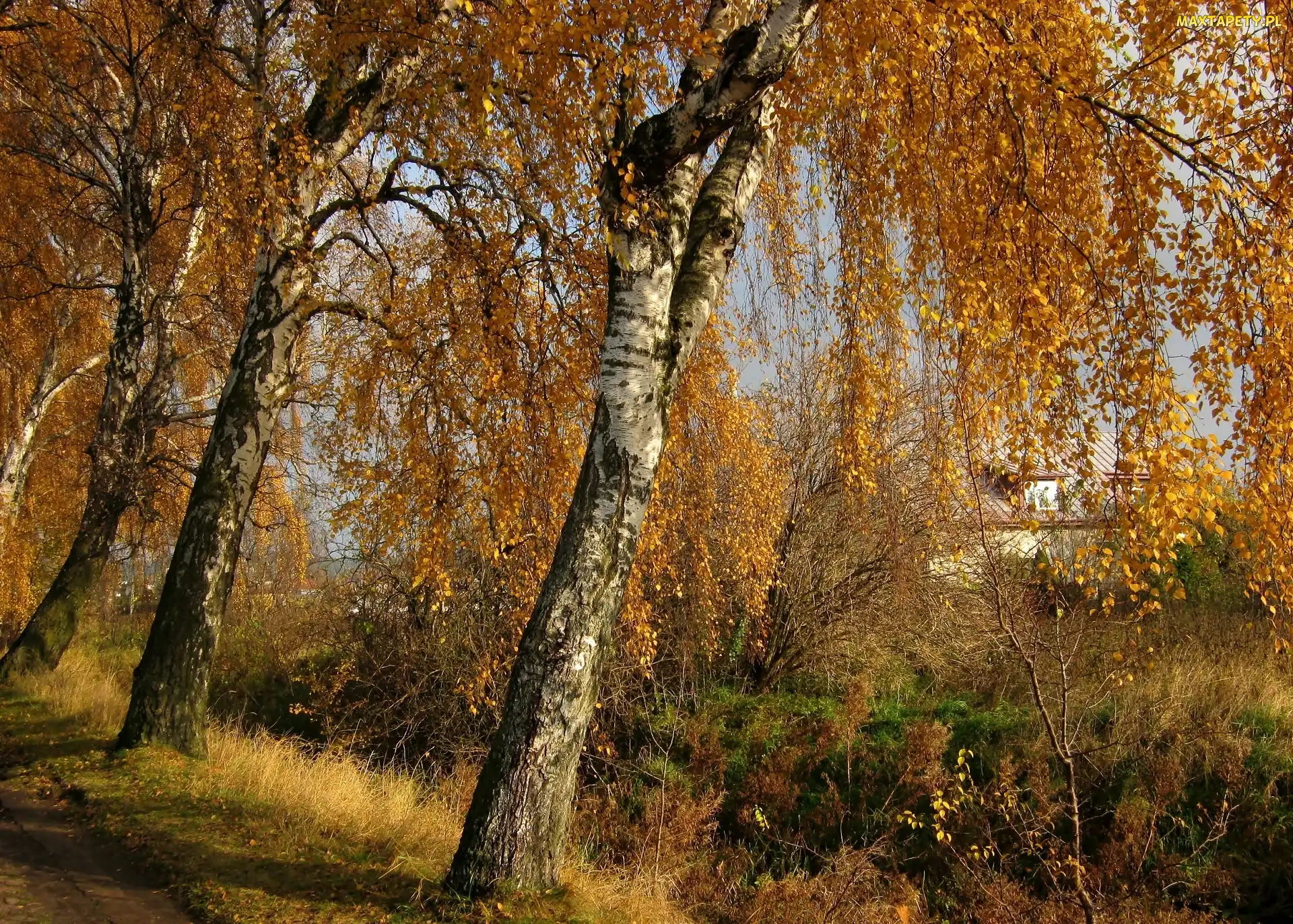Brzozy, Przy Drodze, Jesień