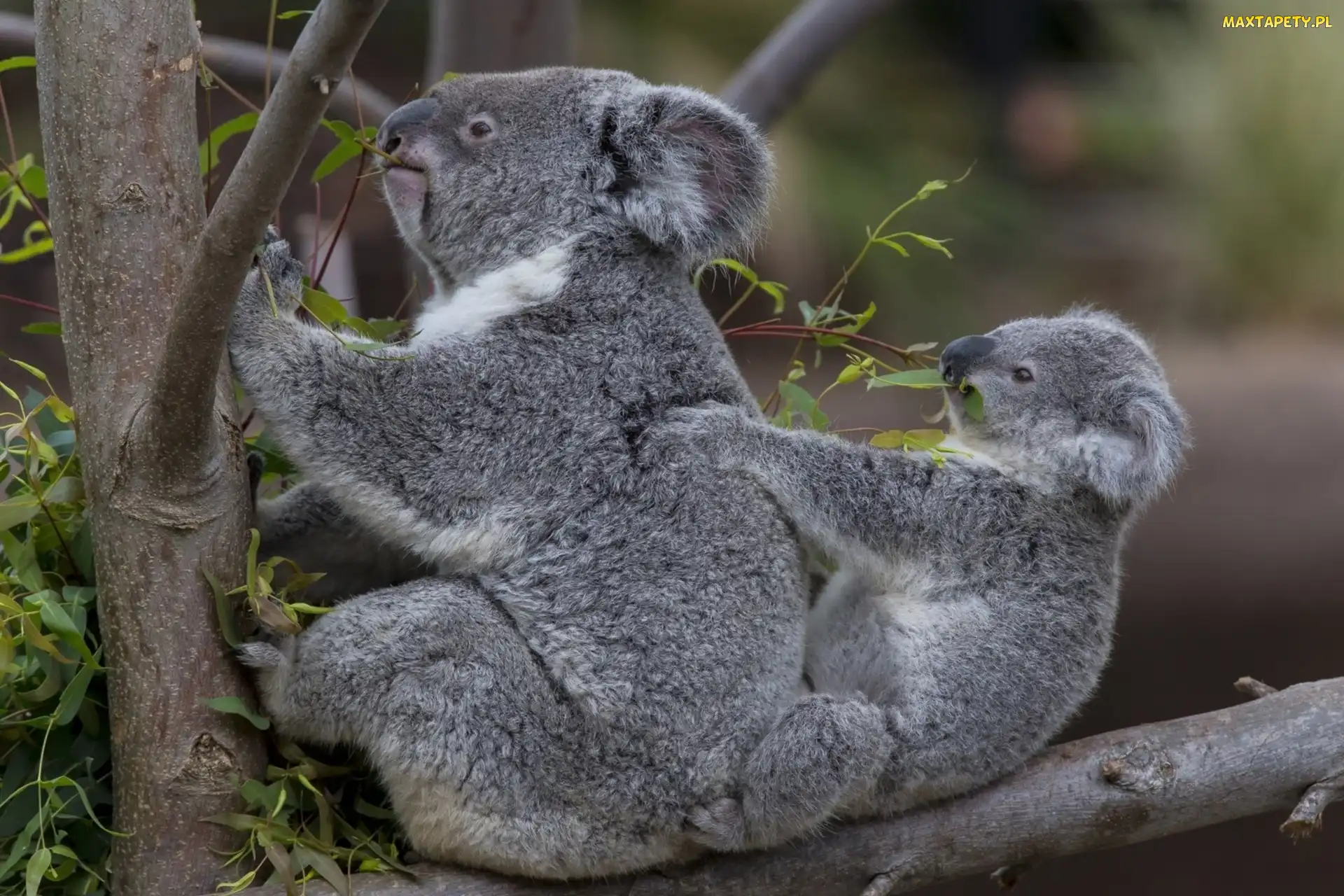 Koala, Rodzinka, Misie