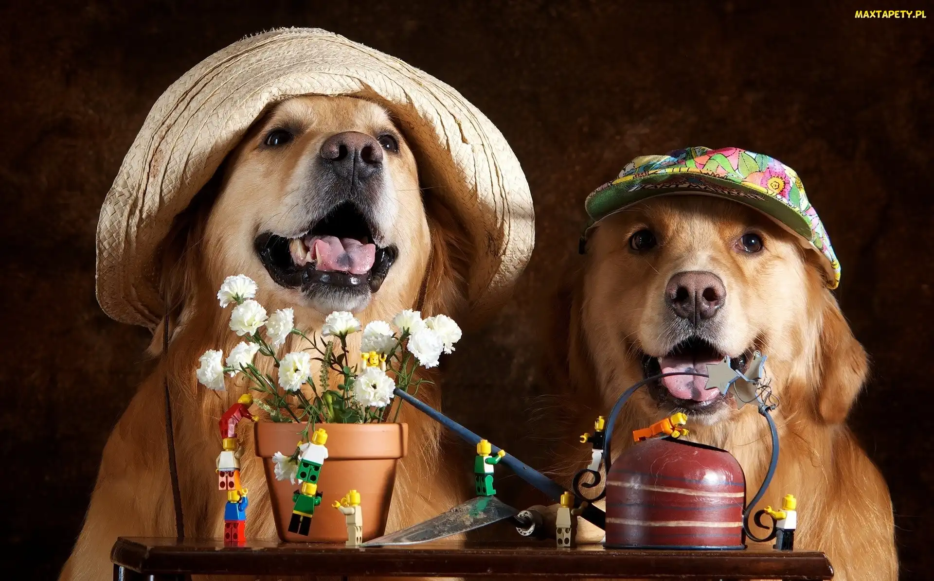 Psy, Kwiaty, Czapki, Golden retrievery, Dwa