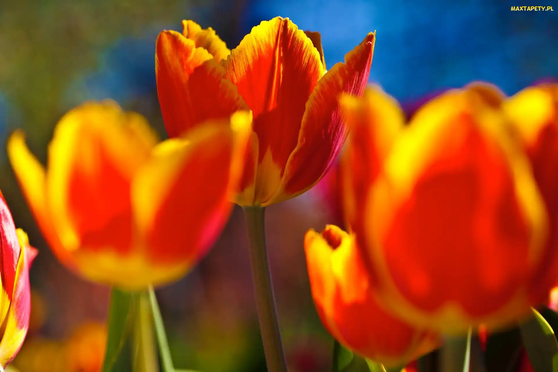 Żółte, Tulipany, Pomarańczowo