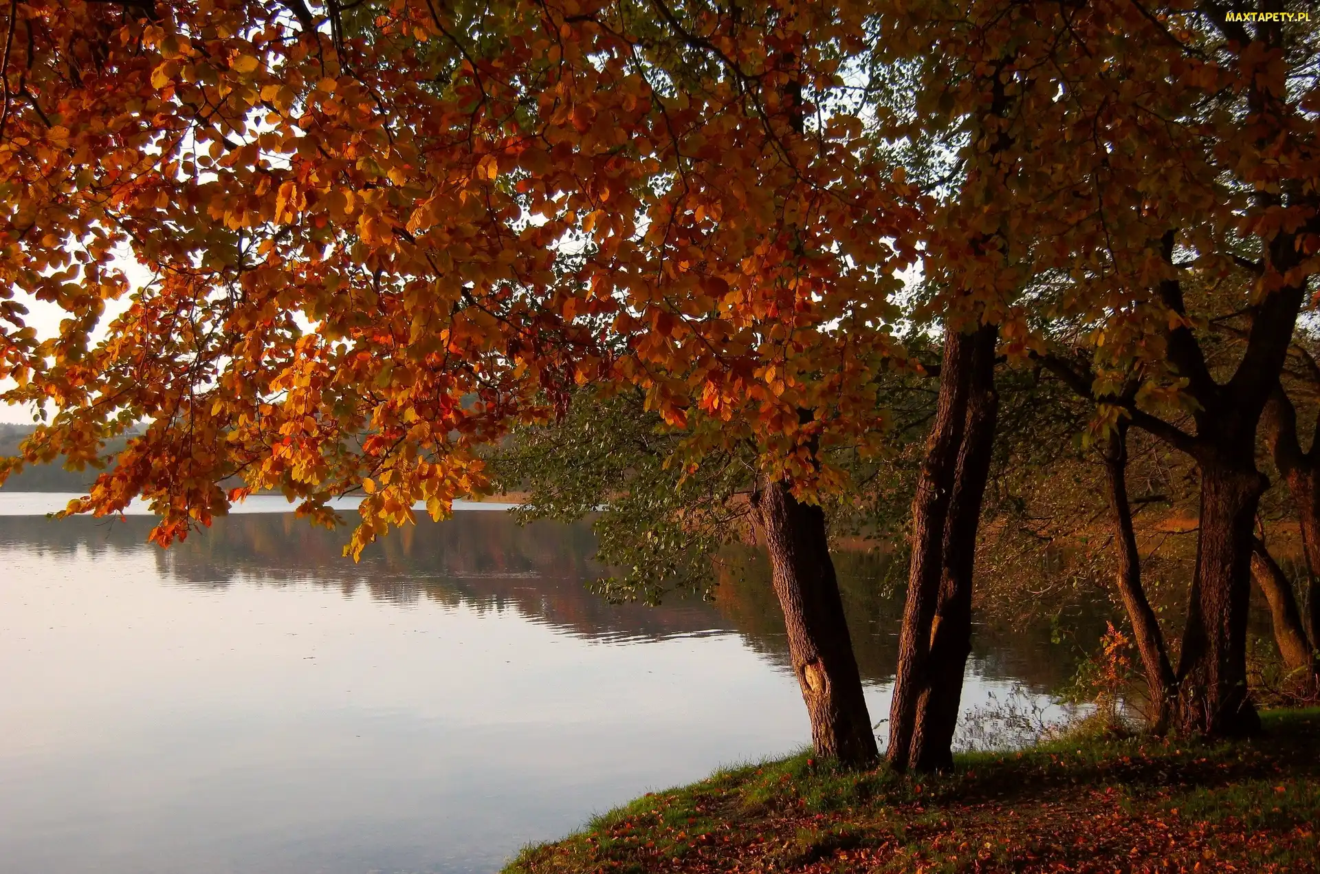 Krajobraz, Jesień, Jezioro, Drzewa