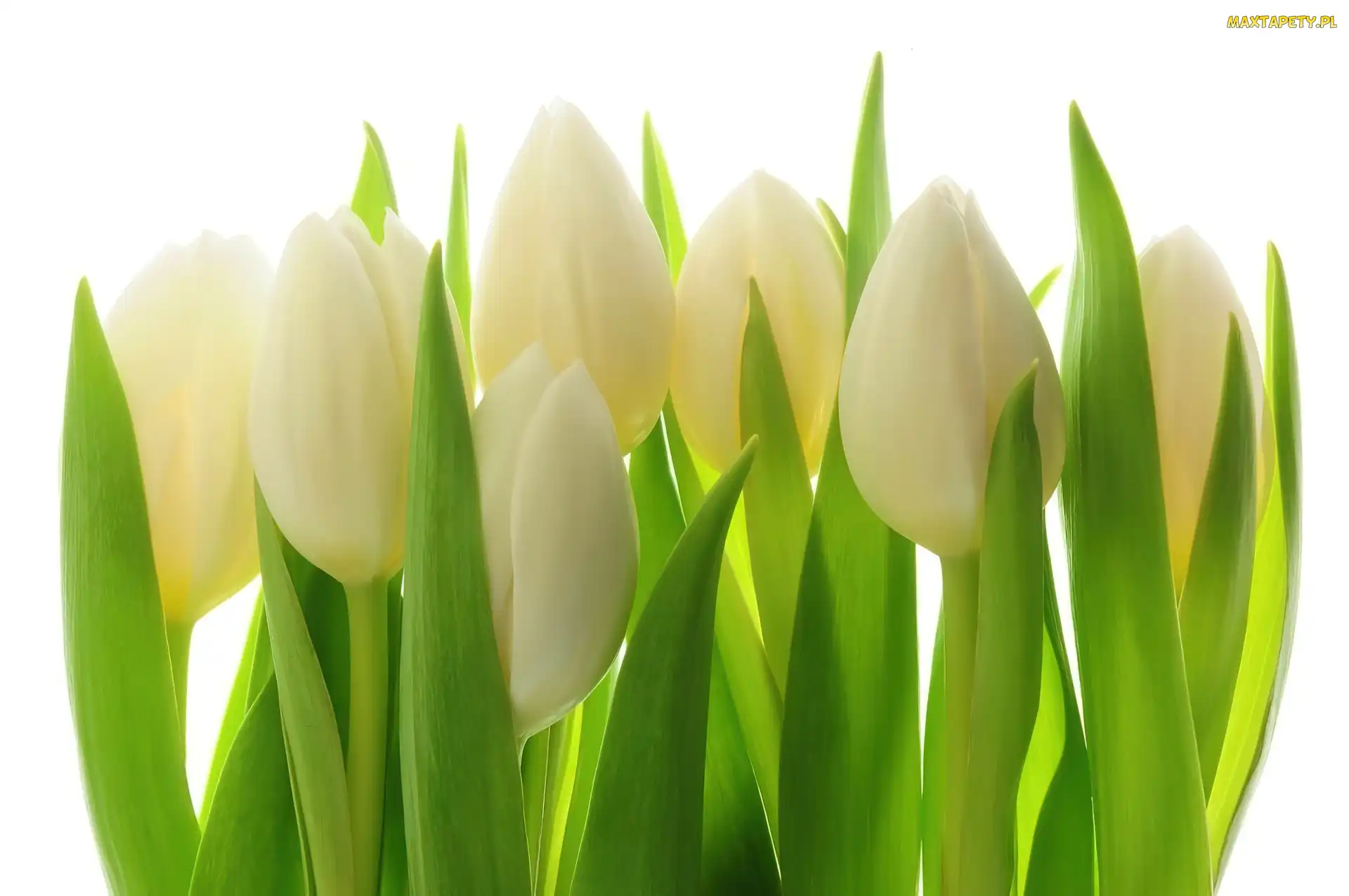 Białe, Tulipany