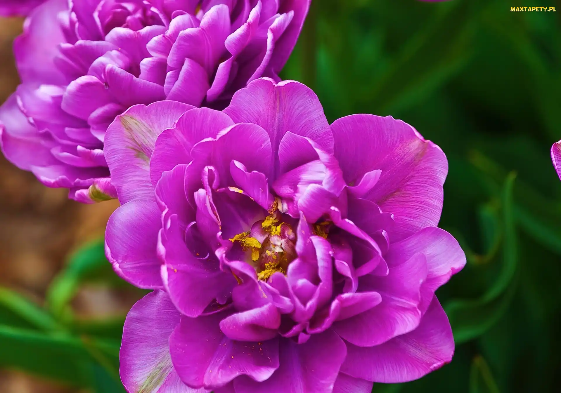 Fioletowe, Tulipany