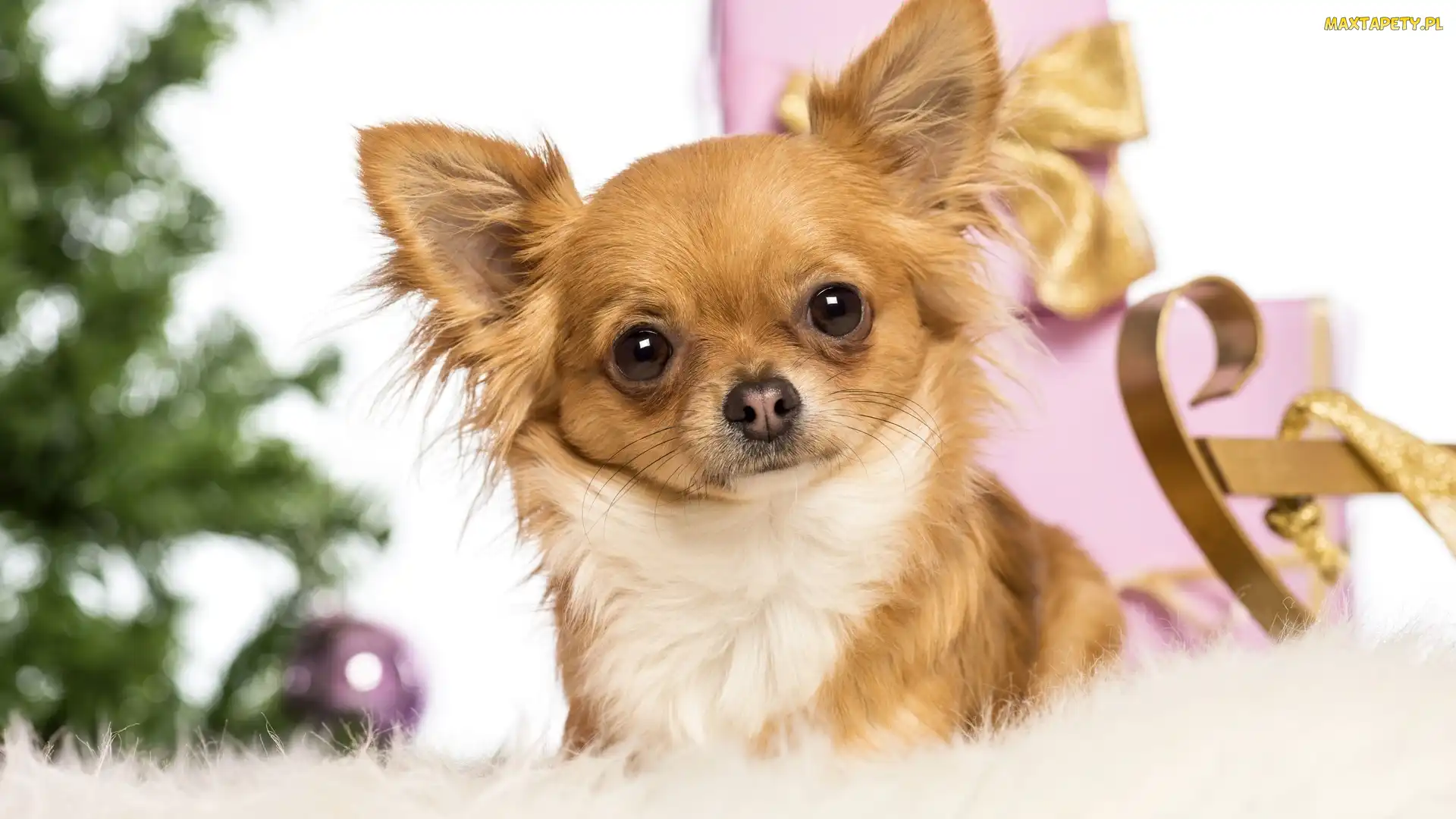 Chihuahua, Prezenty, Piesek