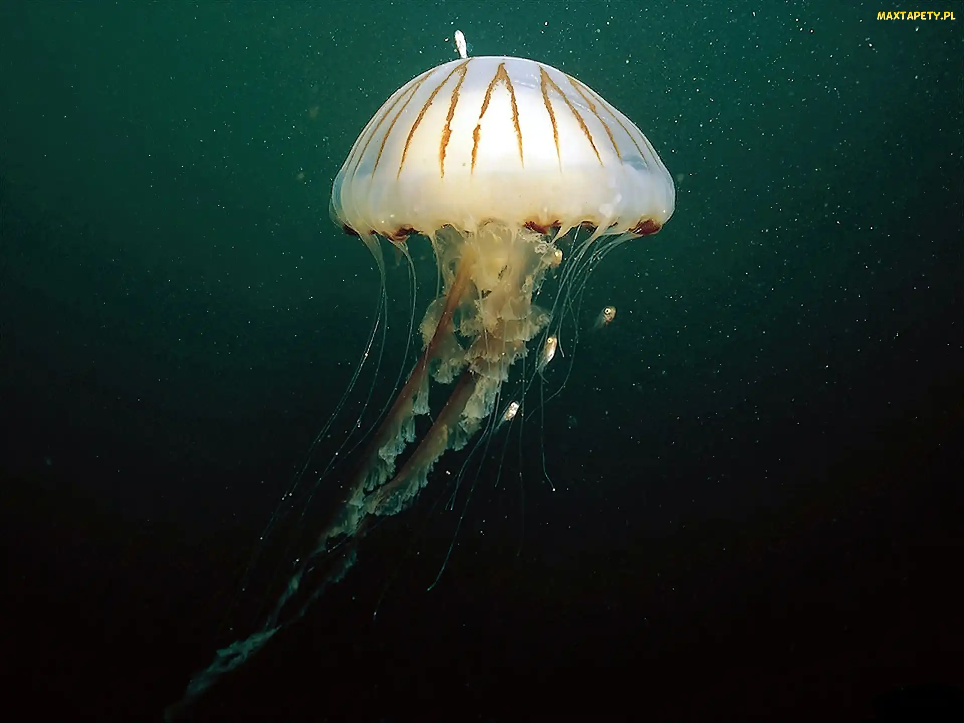 Głębiny, Meduza