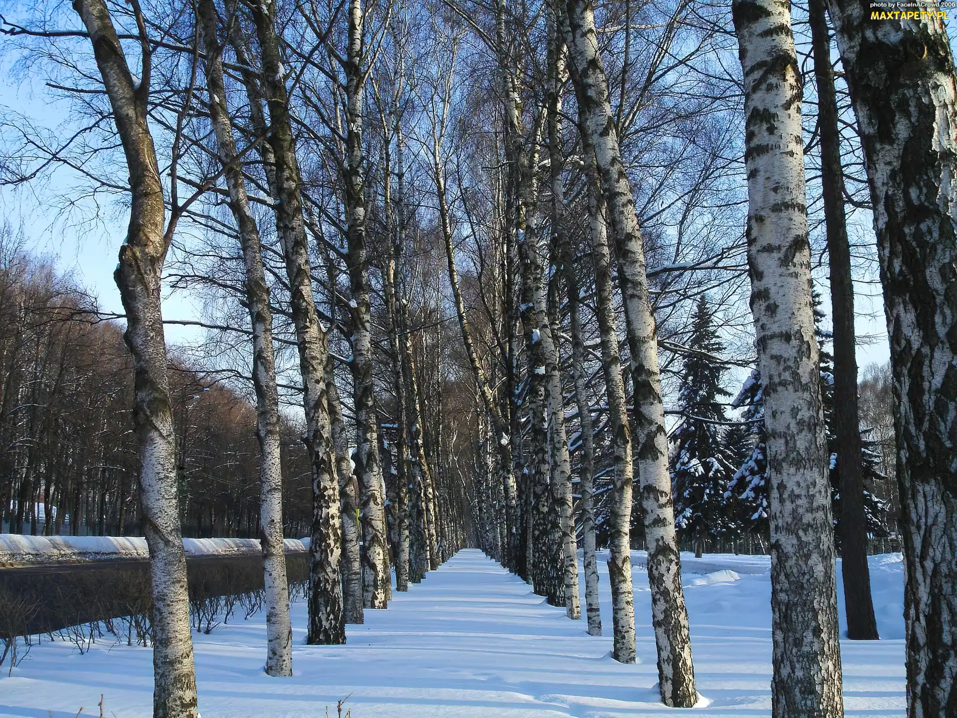 Śnieg, Alejka, Brzozy, Drzewa