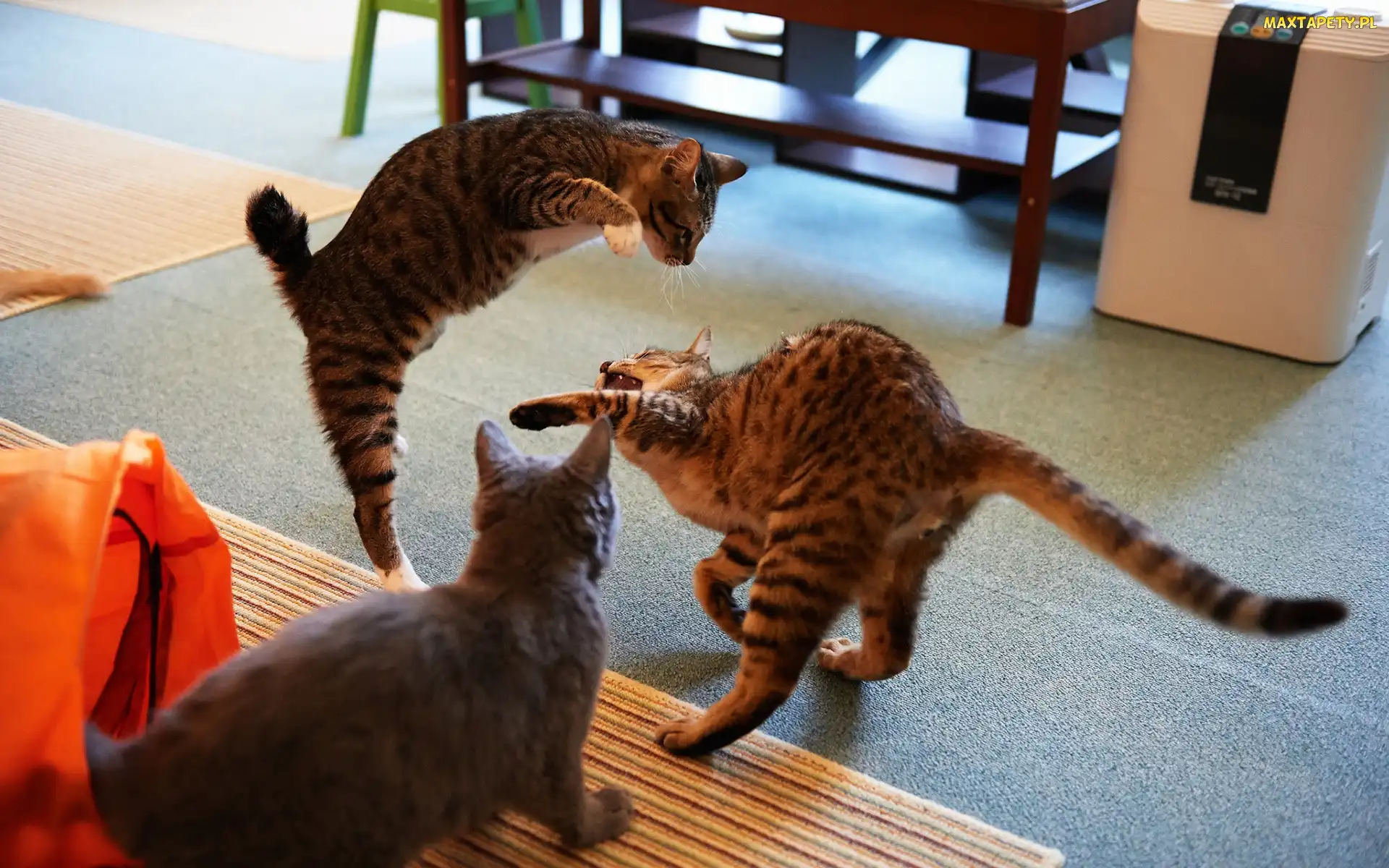 Biurko, Zabawa, Trzy, Kotki