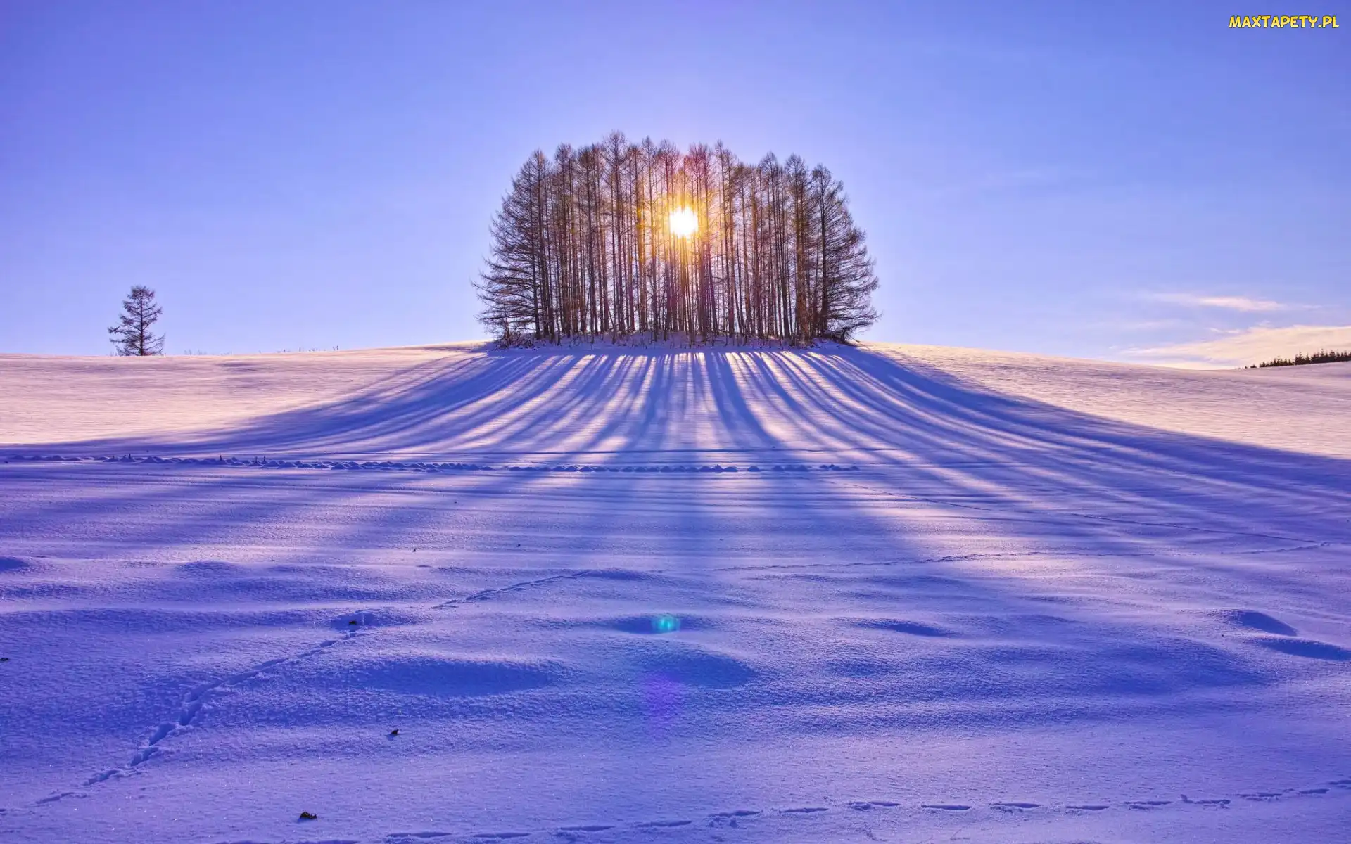 Śnieg, Słońce, Drzewa, Przebijające, Pole