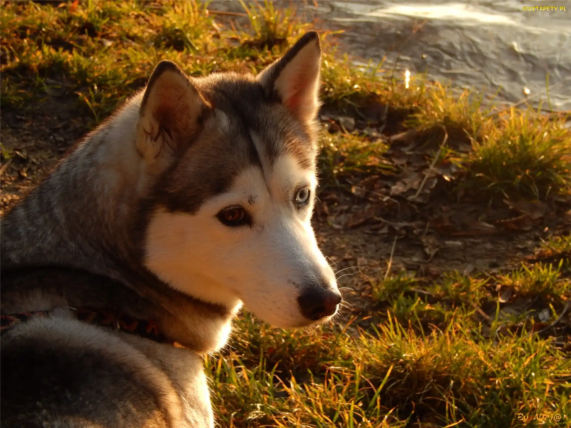 Husky, Trawa, Spojrzenie