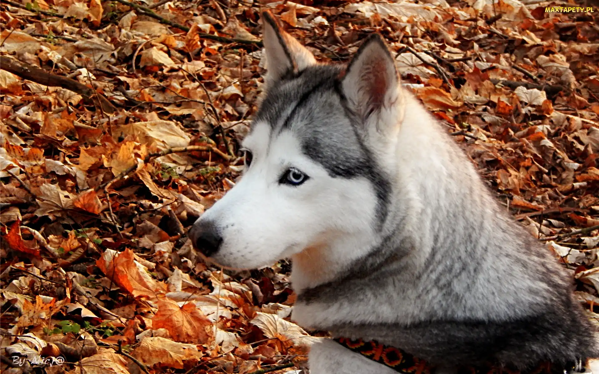 Suche, Liście, Husky