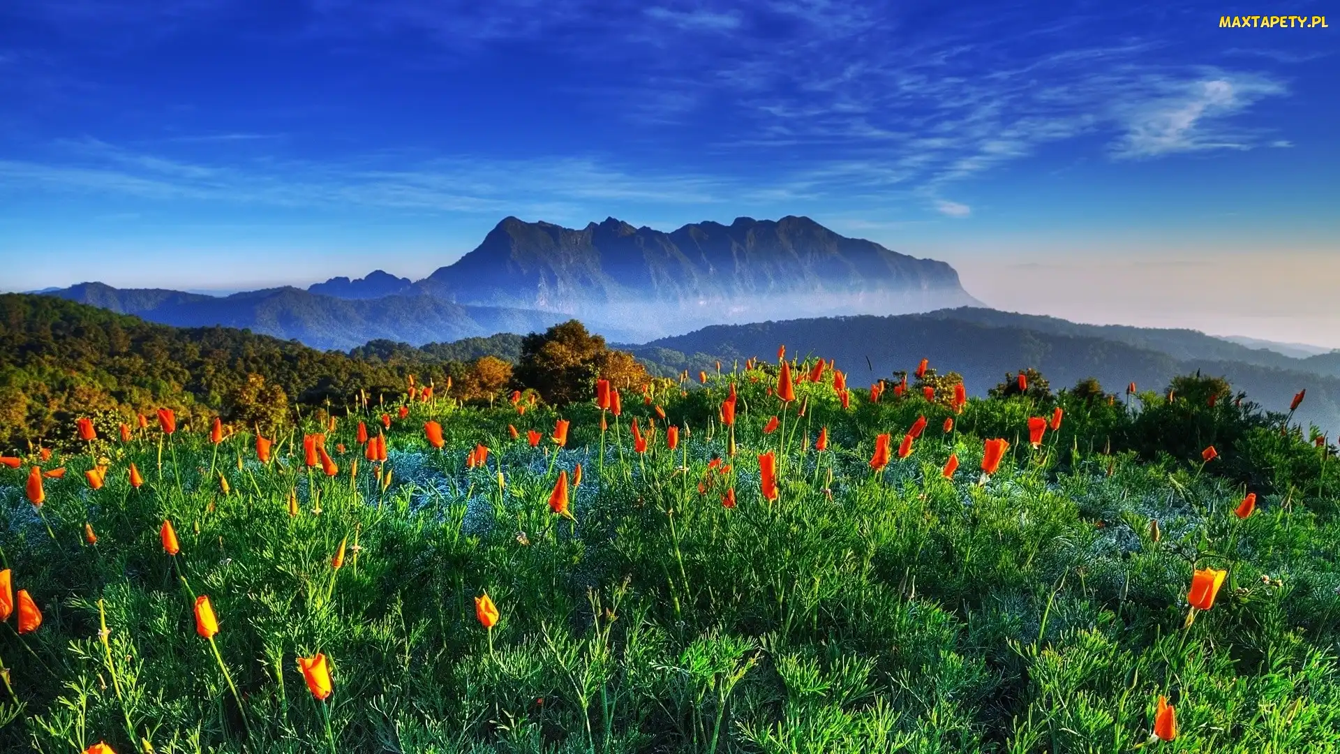 Las, Tulipany, Góry