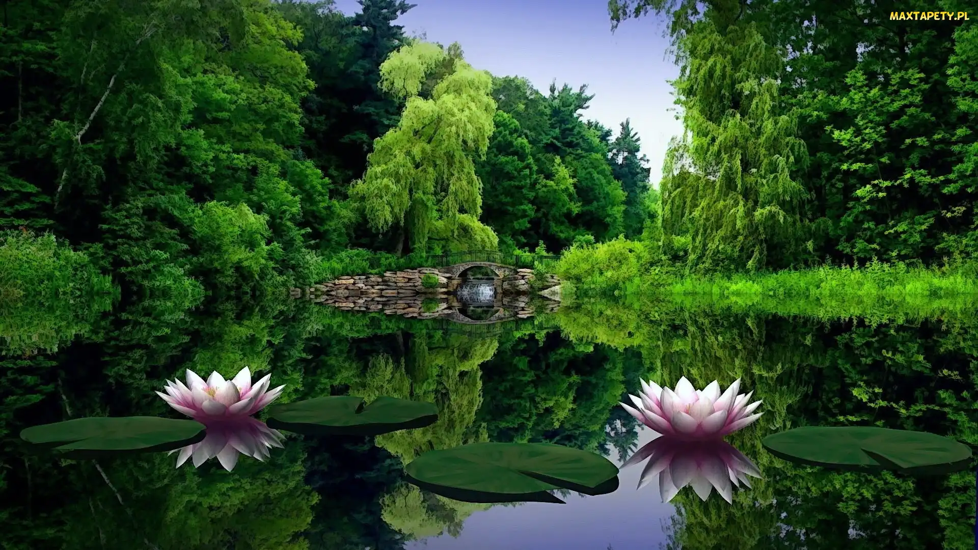 Jezioro, Lilie, Mostek, Park