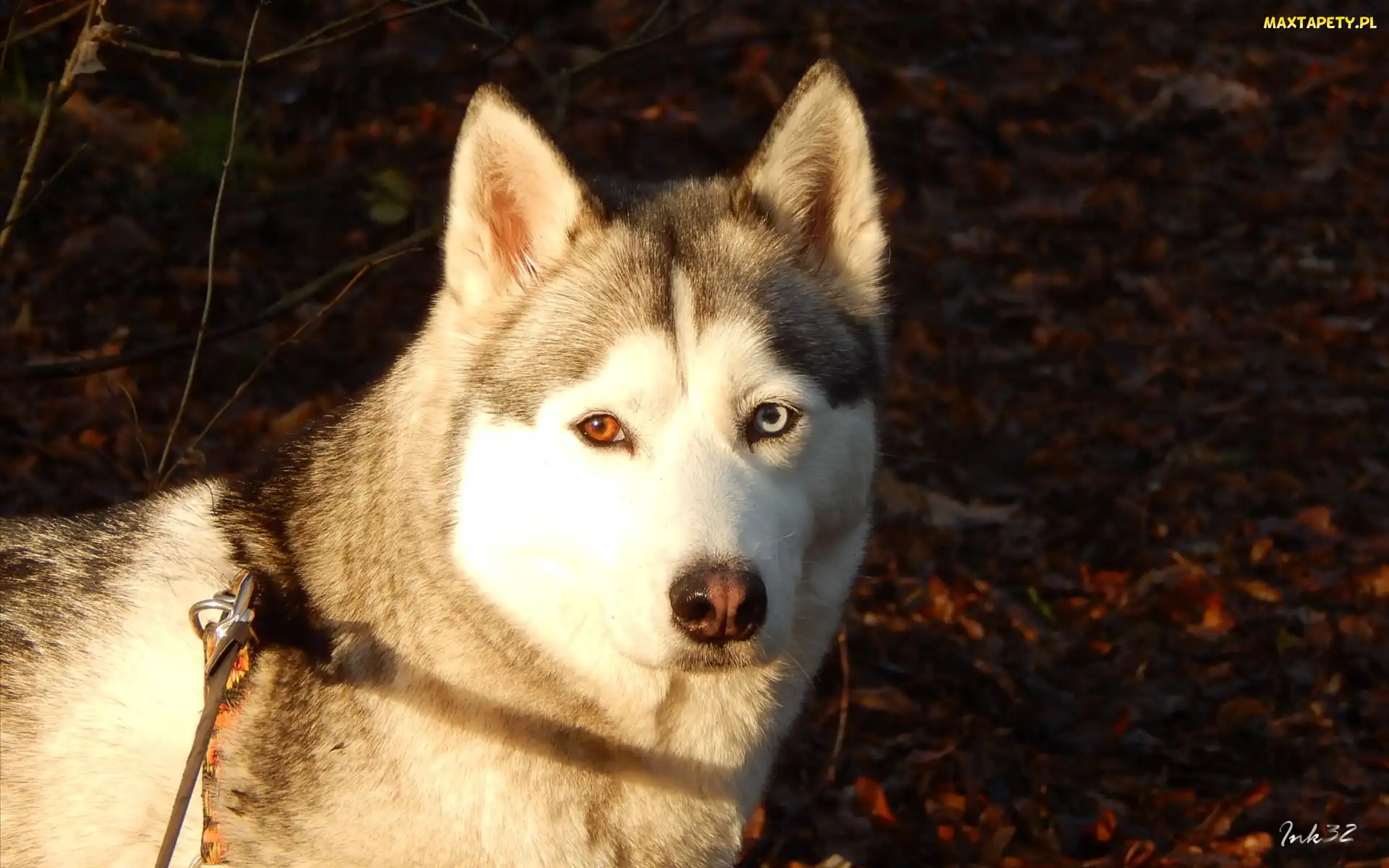 Husky, Mordka, Siberian