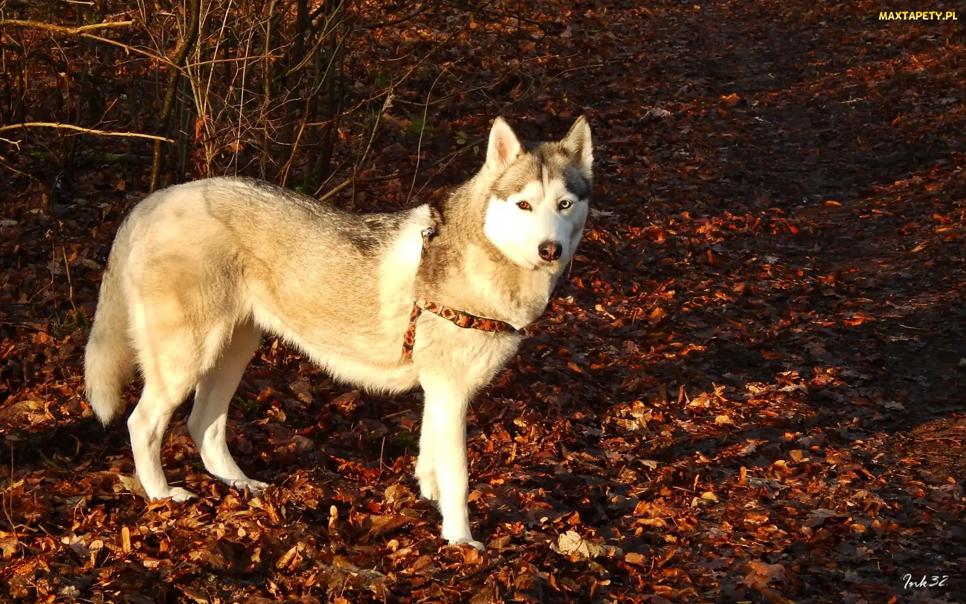 Liście, Suche, Siberian, Husky