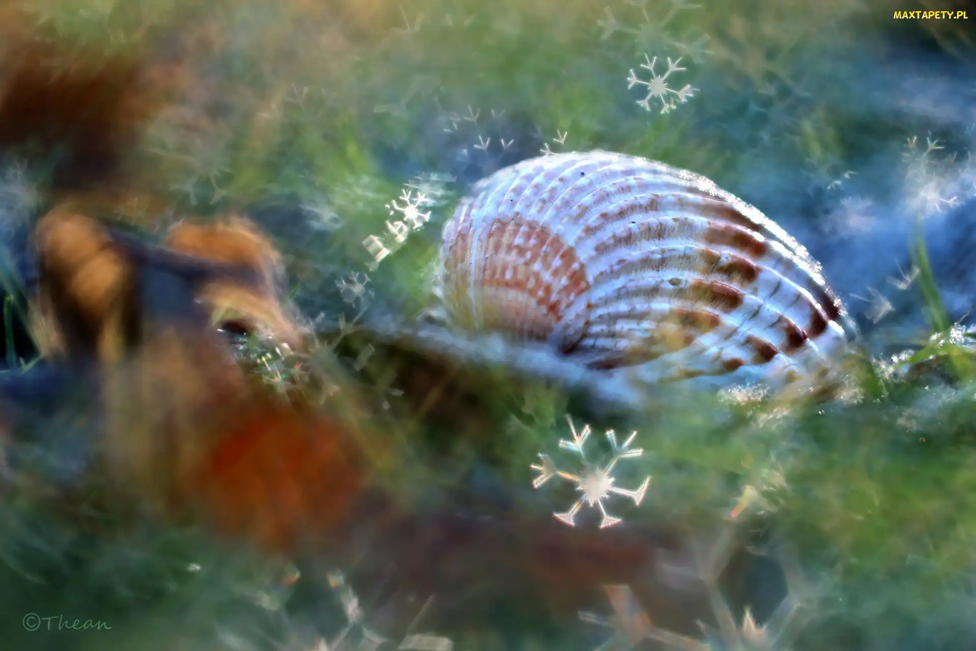 Muszelka, Makro, Bokeh