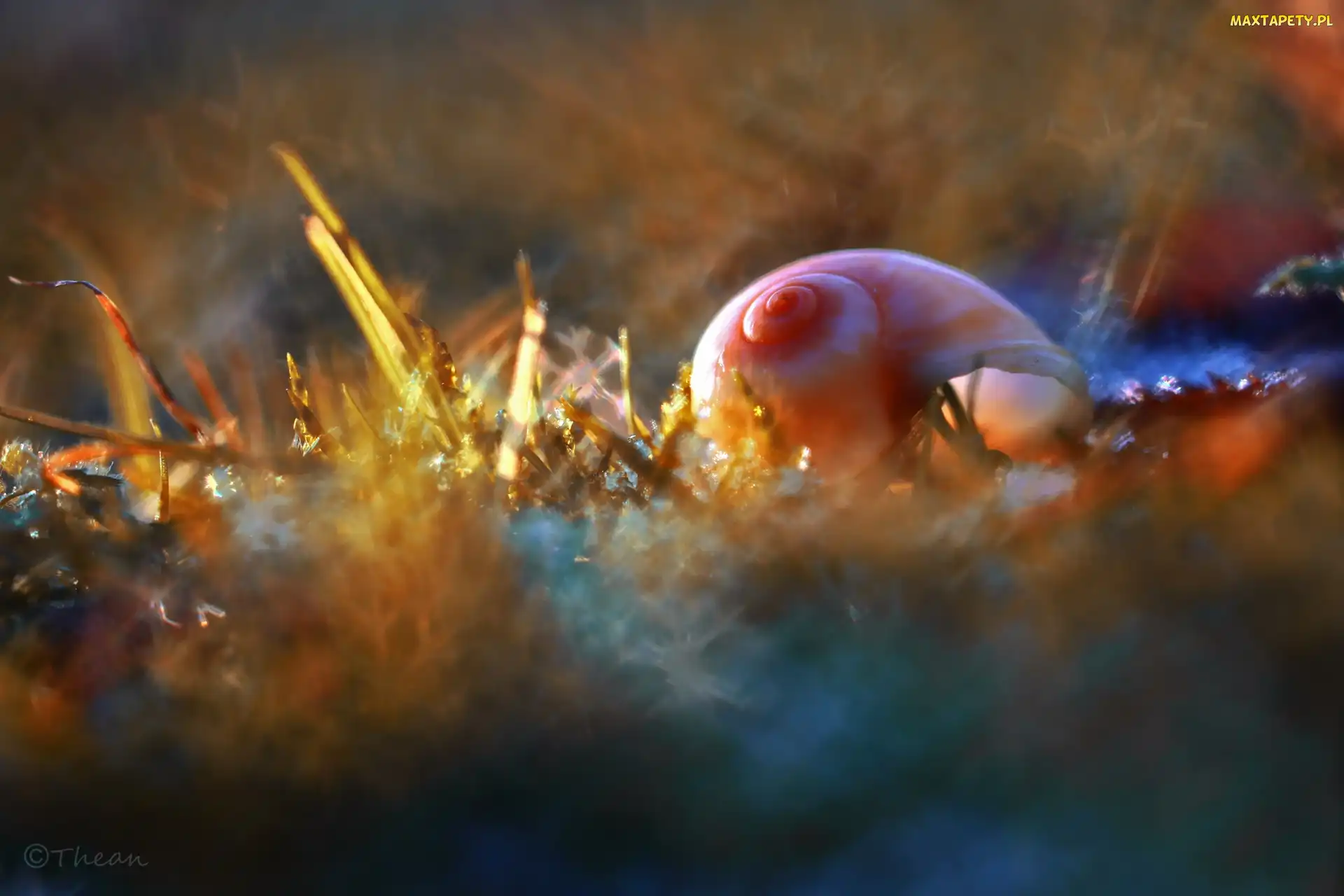 Bokeh
, Makro, Muszelka, Kolory
