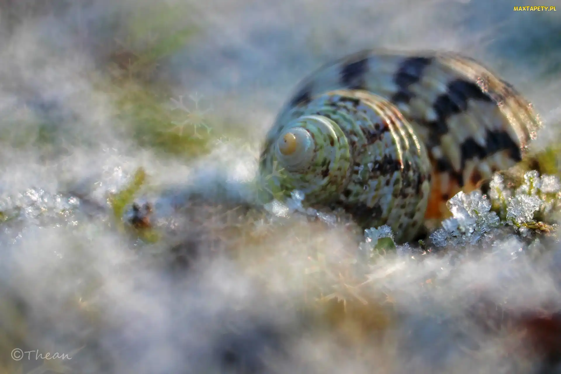 Makro, Bokeh, Muszla, Śnieg