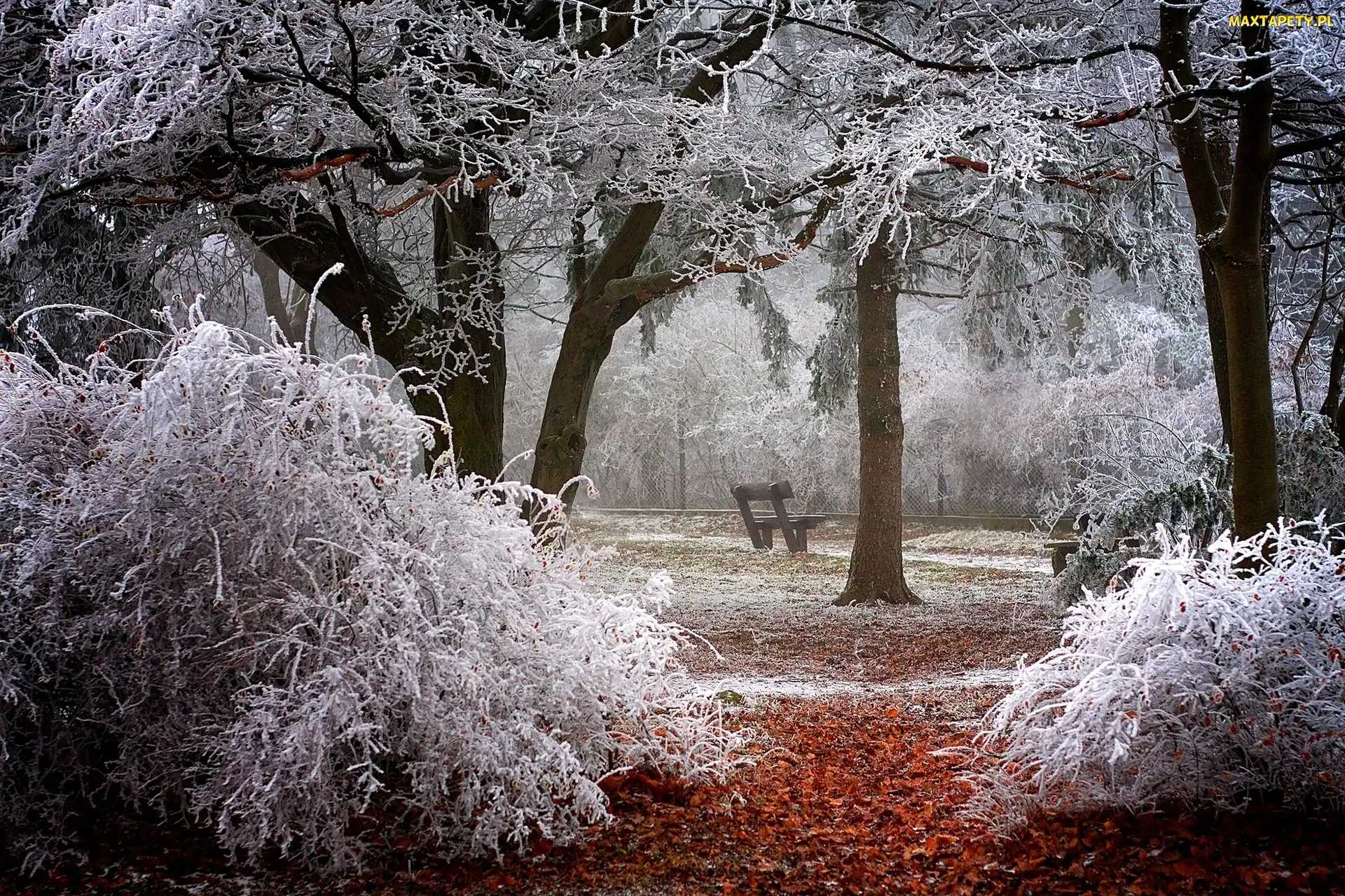 Park, Drzewa, Oszronione, Ławka, Zima
