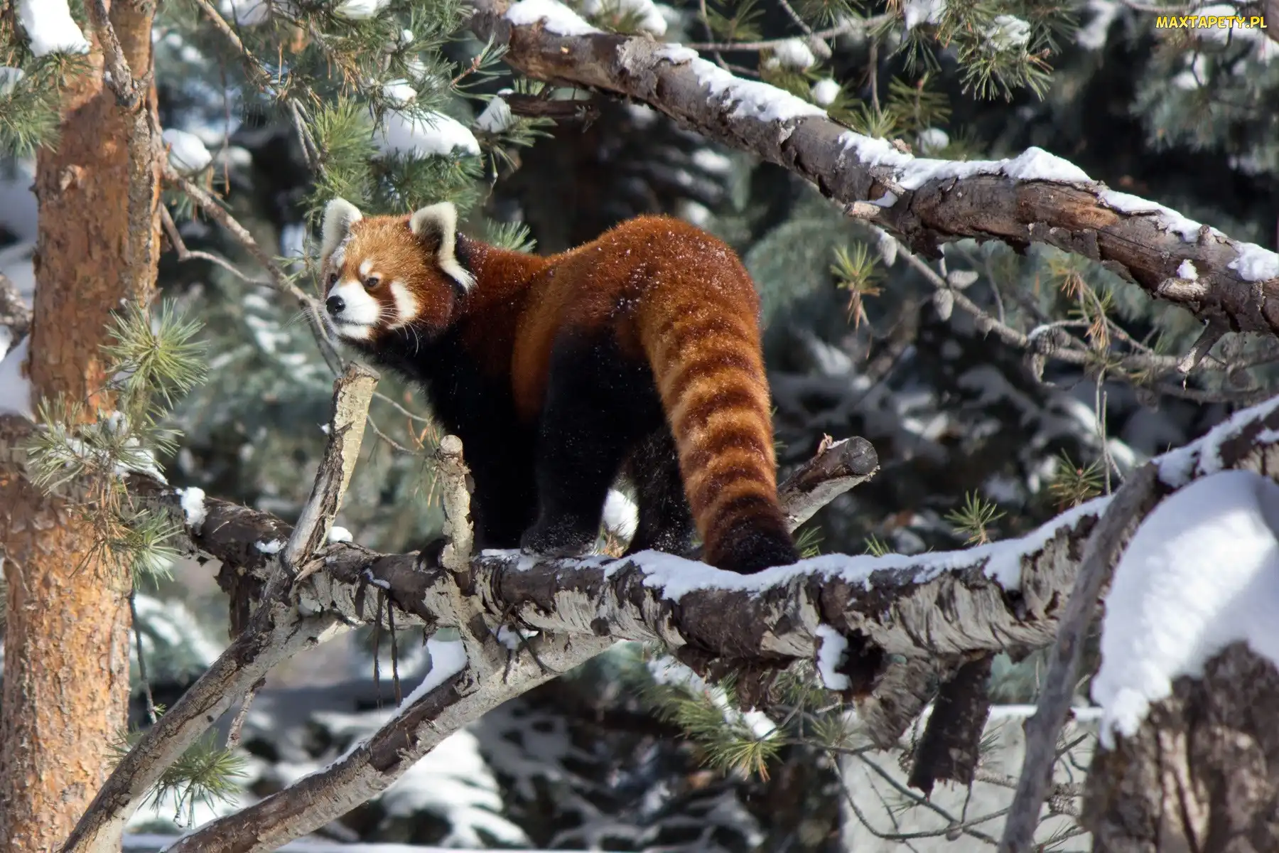 Pandka ruda, Drzewo, Panda, Czerwona