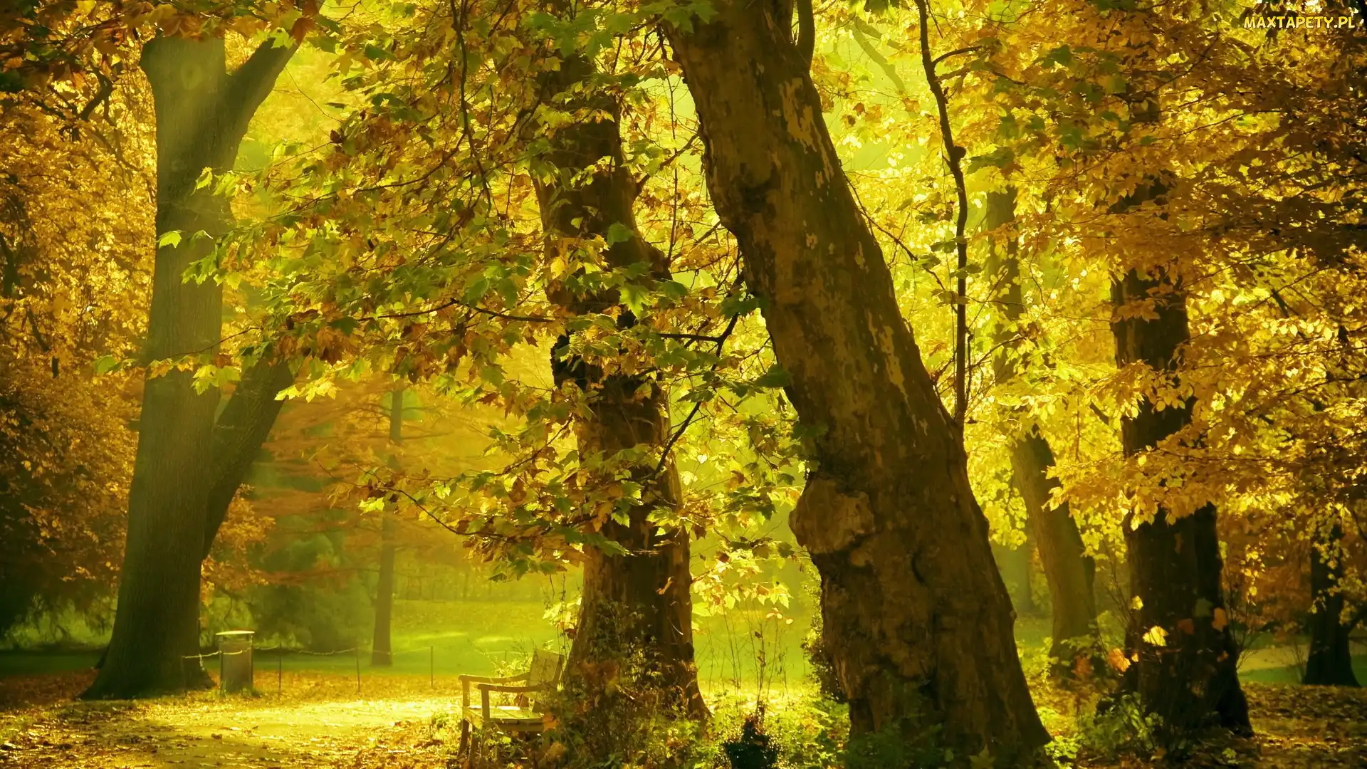 Alejki, Park, Drzewo, Przebijające, Światło, Jesień, Ławki