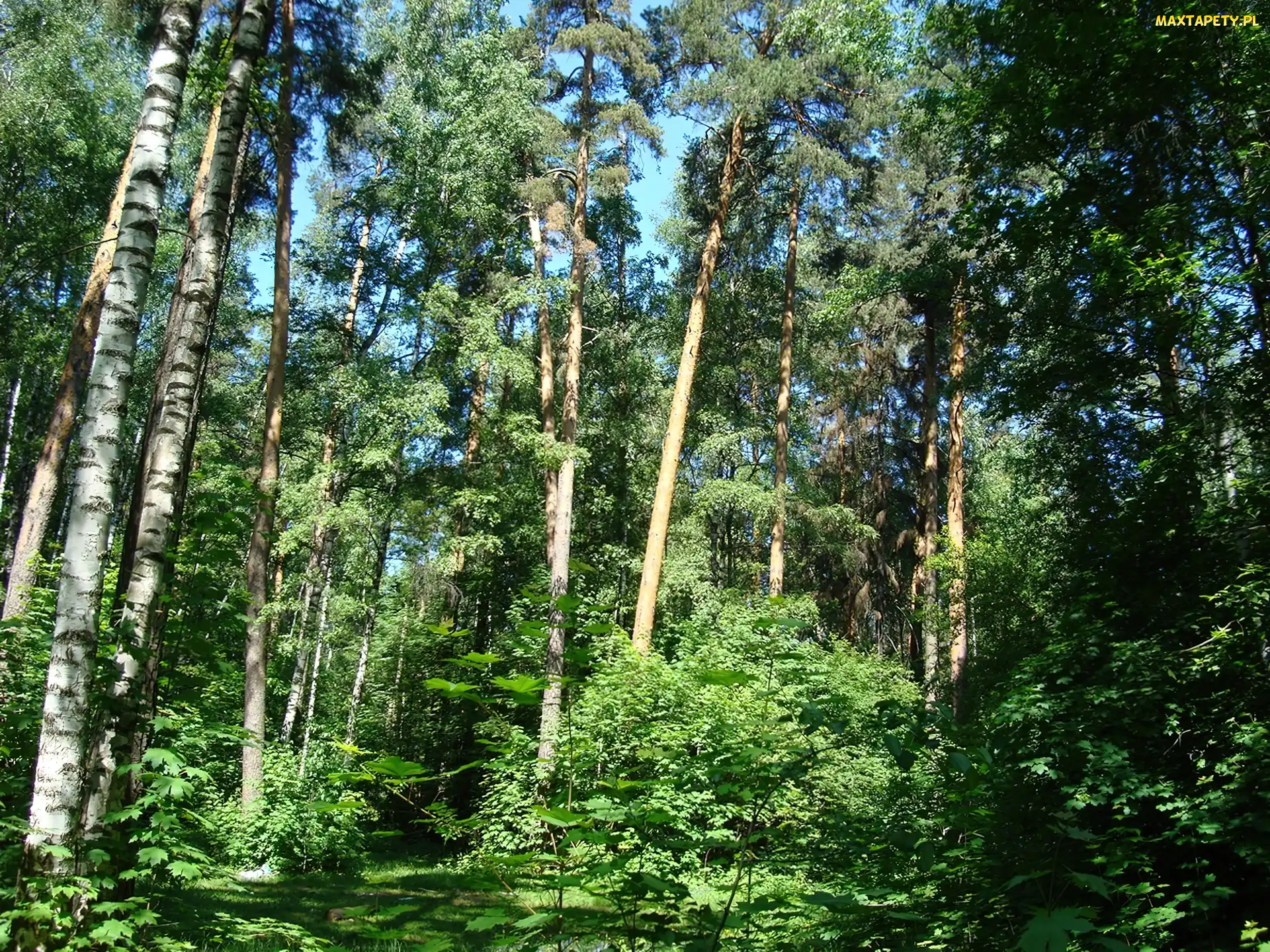 Brzozowy, Cienie, Światło, Zagajnik