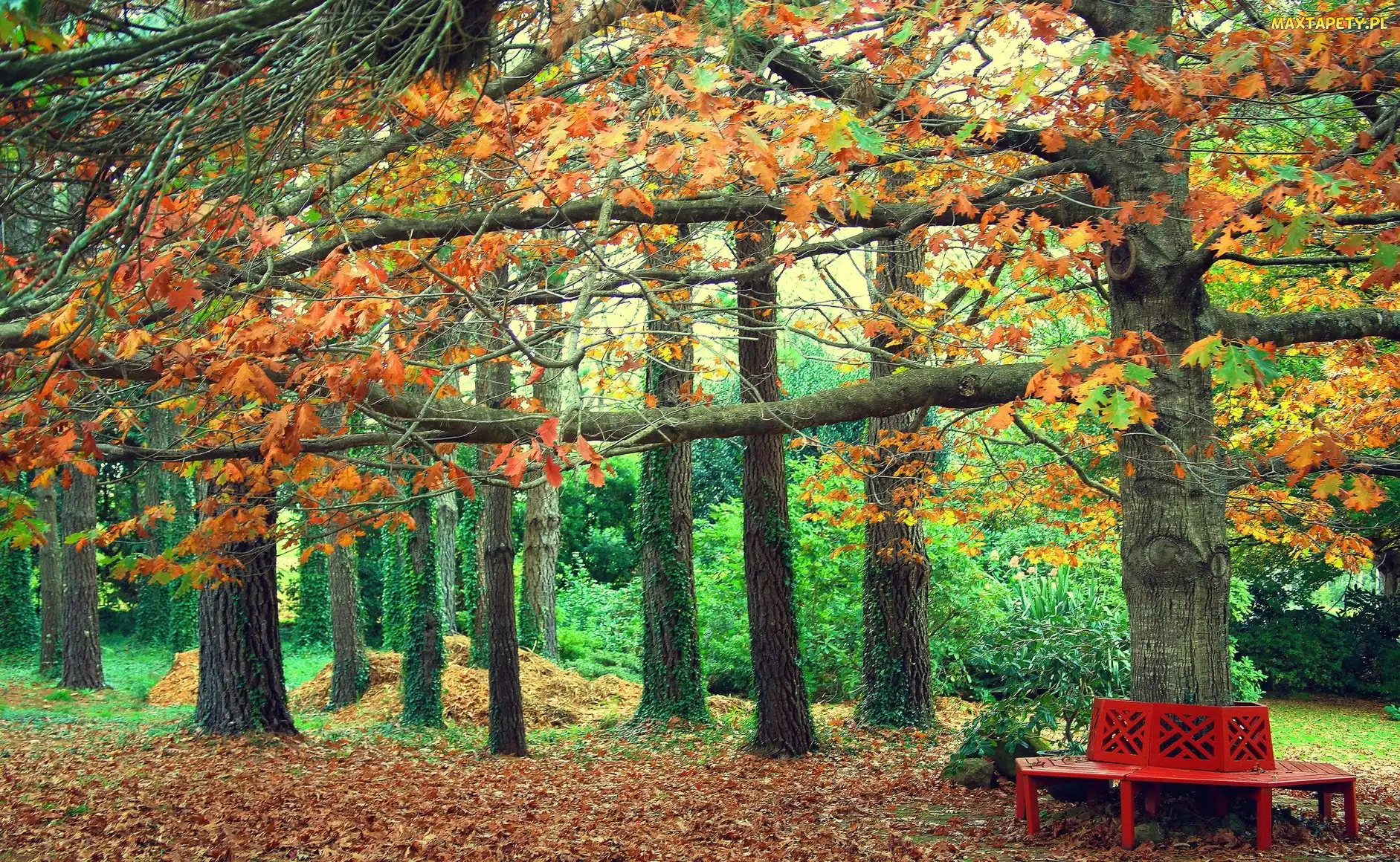 Park, Jesień, Drzewa, Liście, Ławka