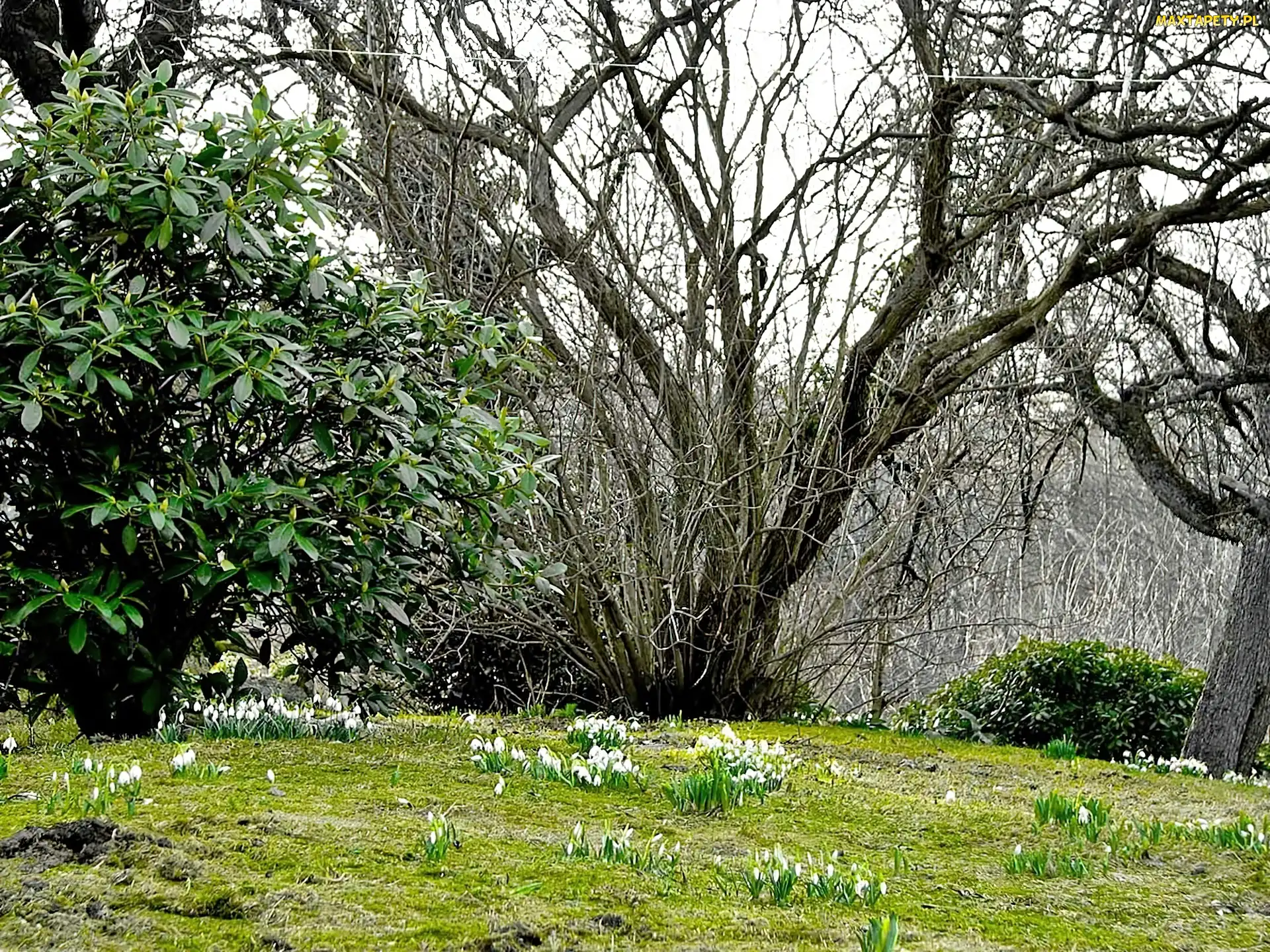 Drzewa, Rozmycie, Przebiśniegi, Rododendron, Nagie
