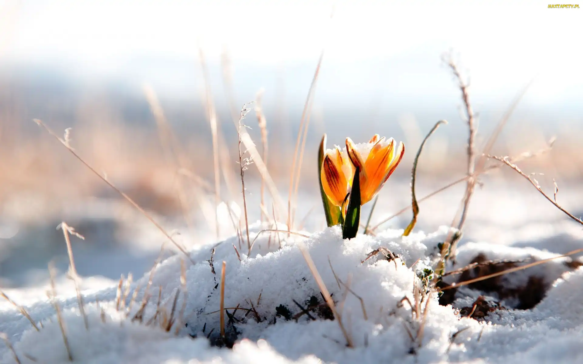Żółty, Krokus, Śnieg