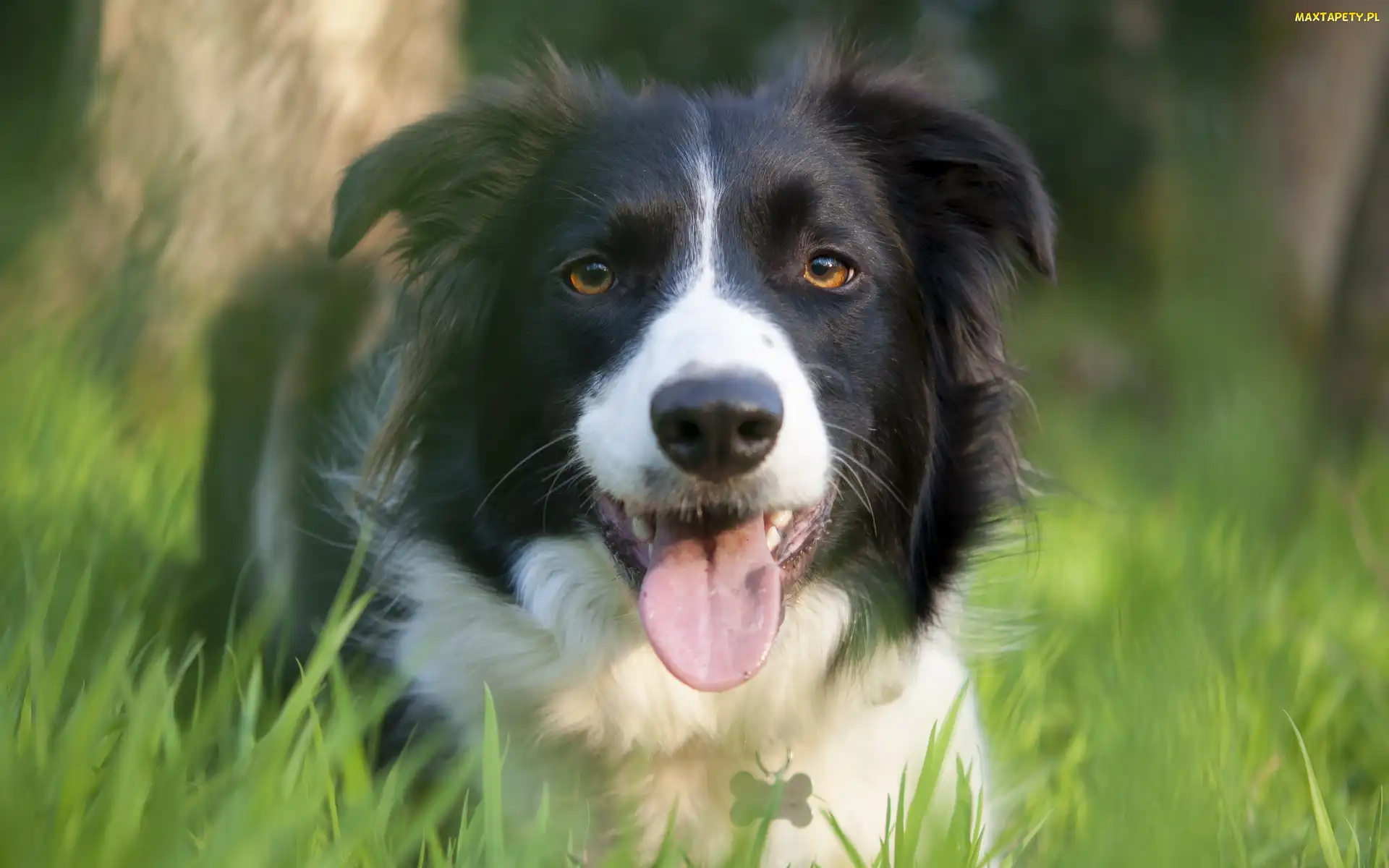 Trawa, Łąka, Border, Collie