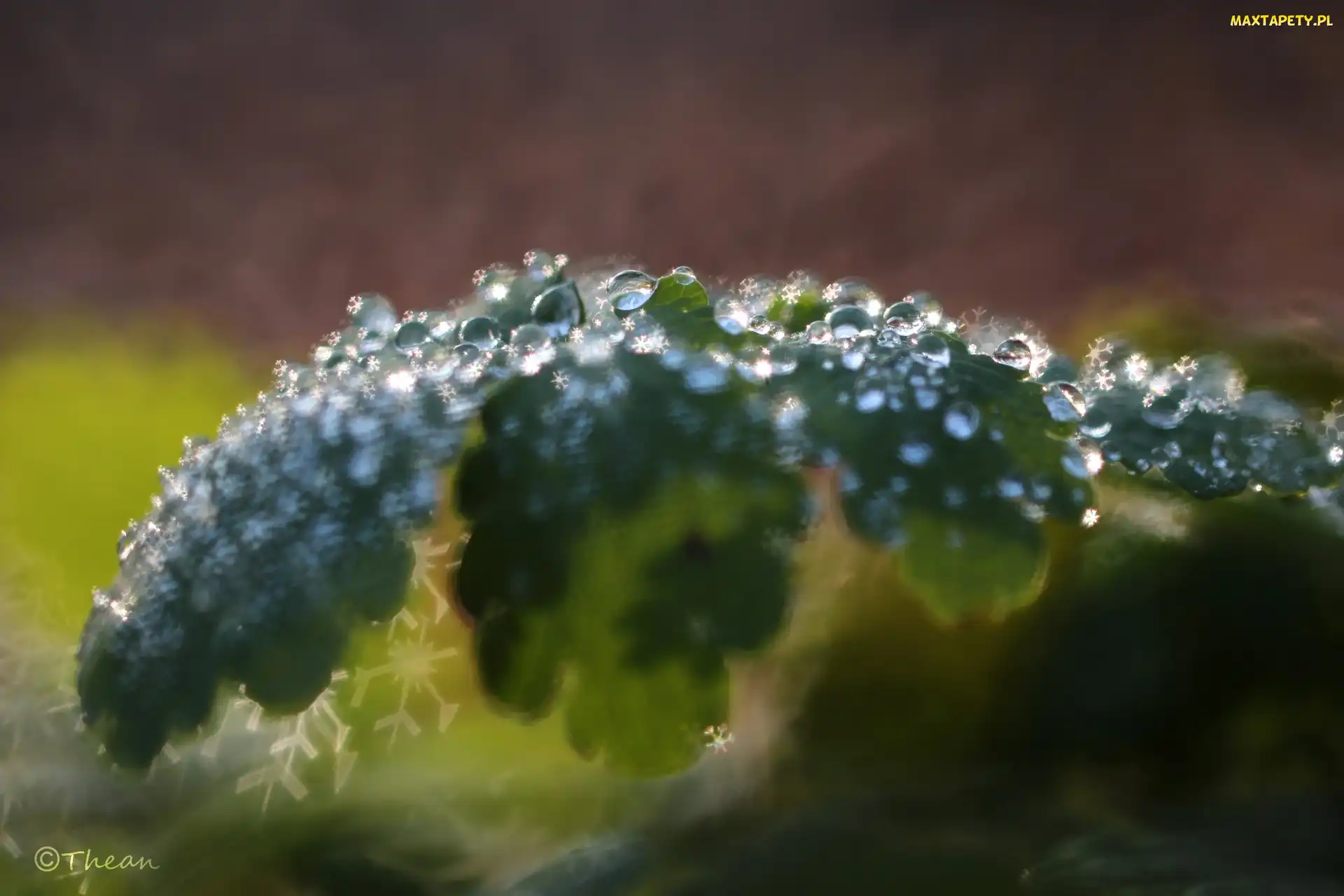 Krople, Bokeh, Liść