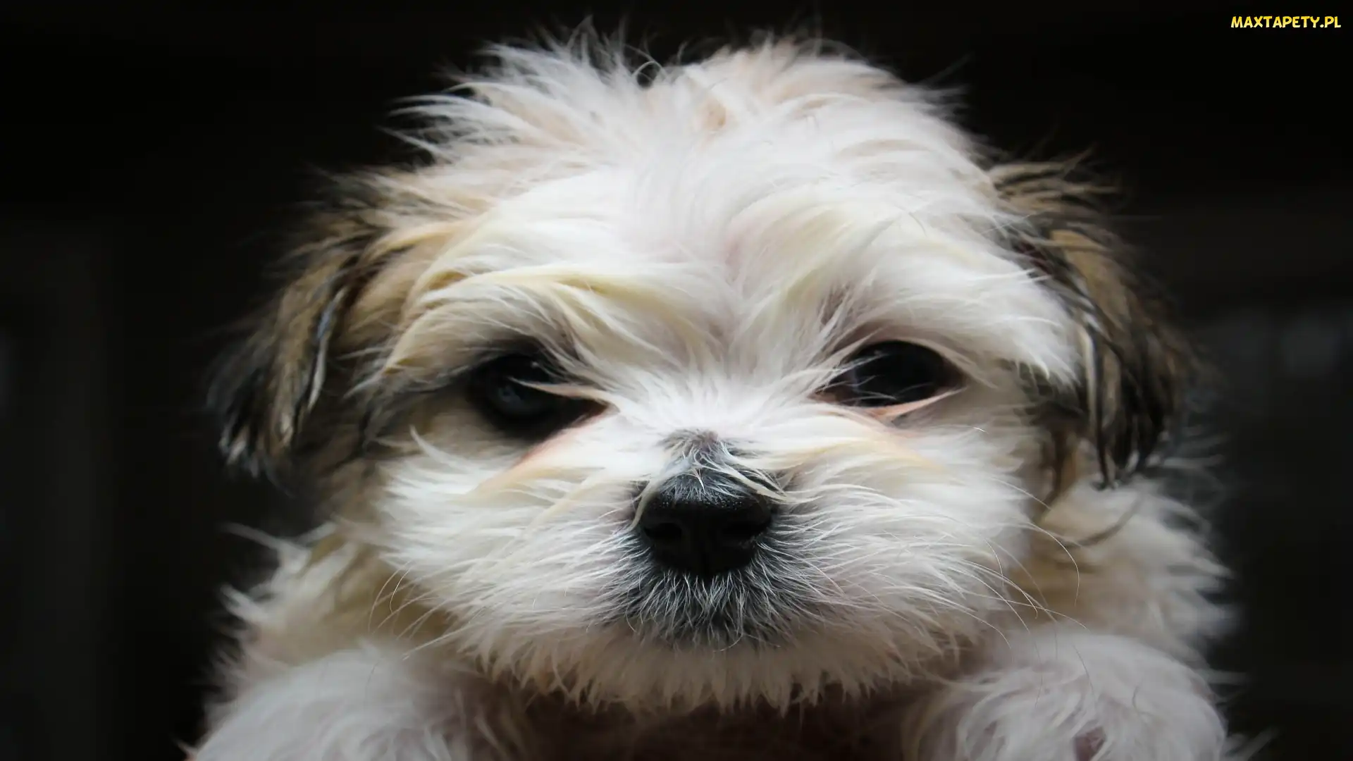 Shih Tzu, Mordka