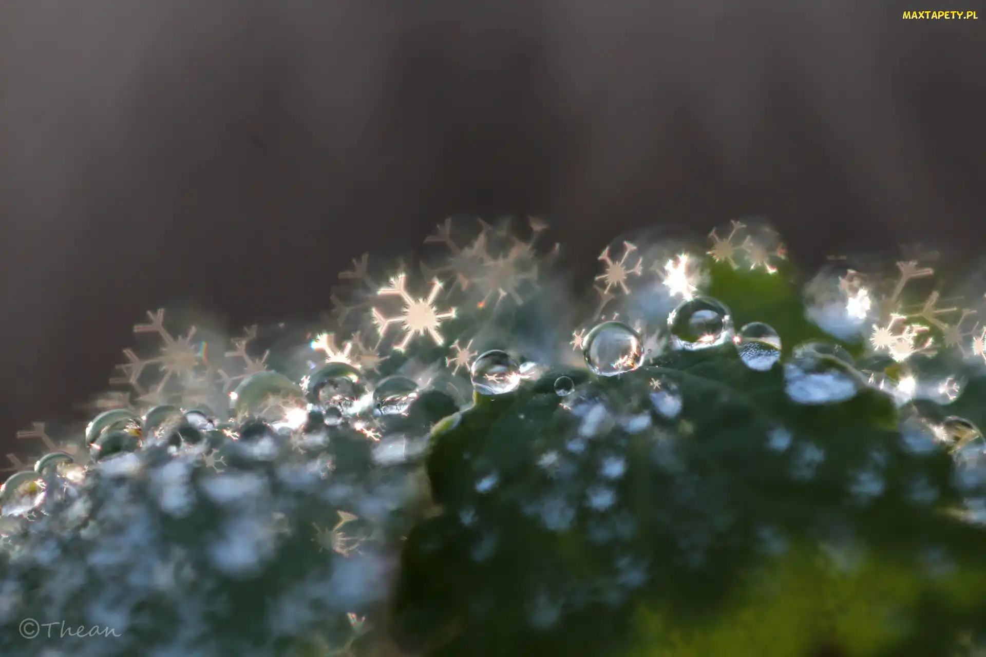 Krople, Bokeh, Liść